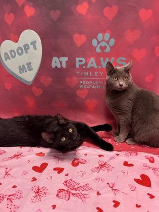 Enlarge Lana Del Ray, a Adoptable mixed breed in Tinley Park, IL image 1/6