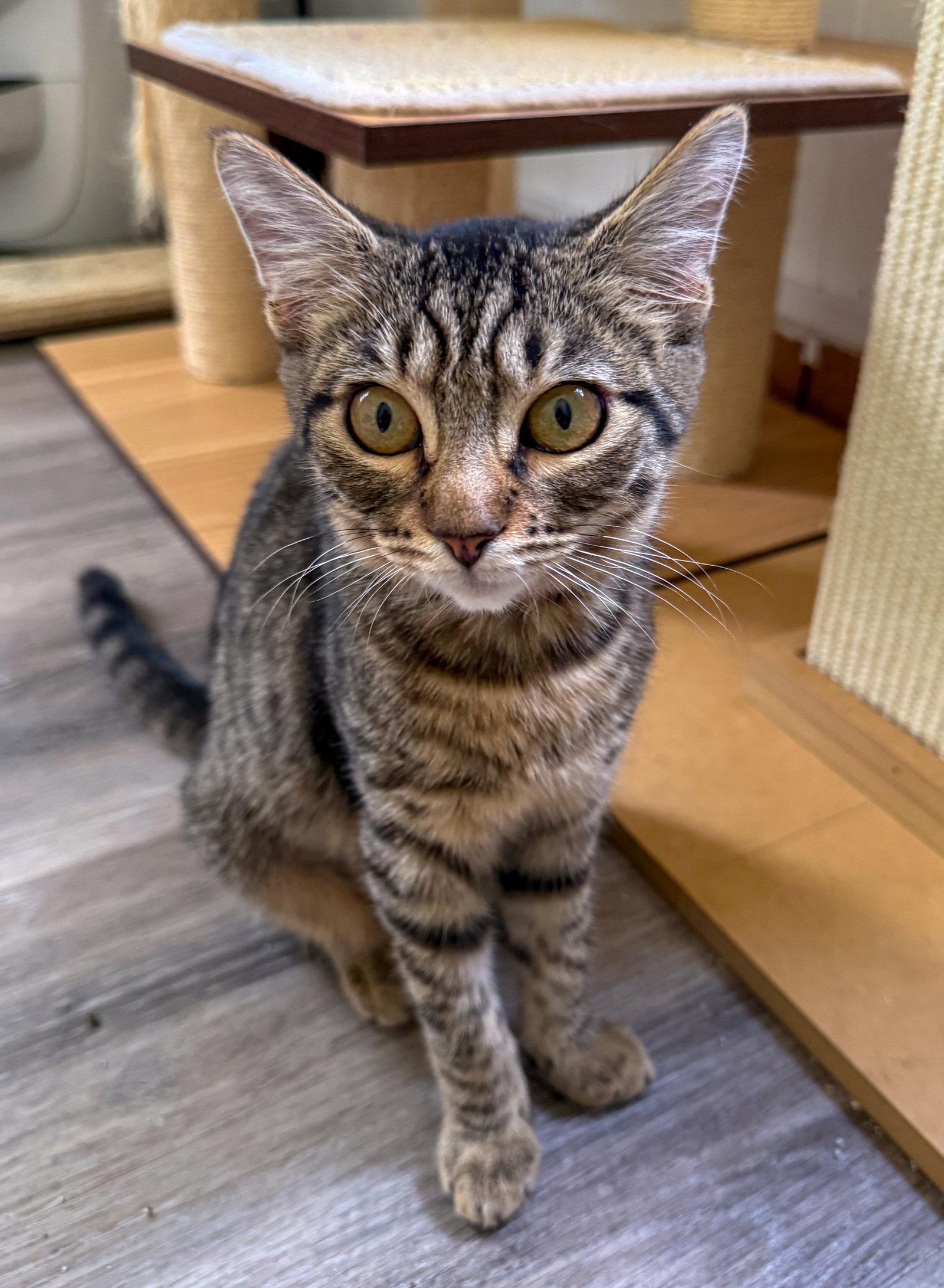 Charlotte, Adoptable, Kitten Female Domestic Short Hair & Tabby.