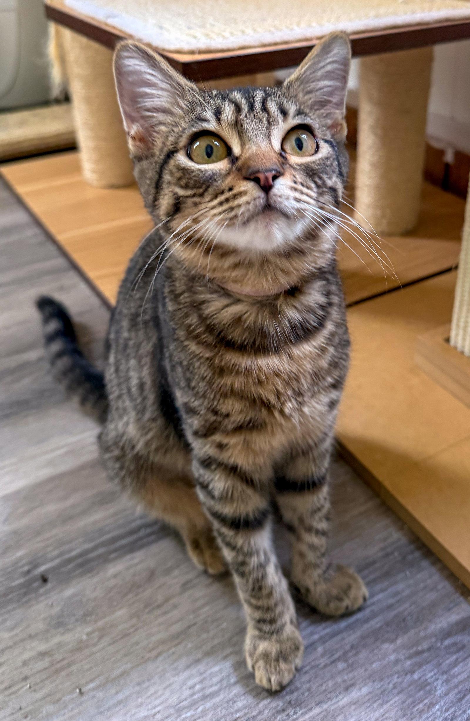 Enlarge Charlotte, a Adoptable mixed breed in Lighthouse Point, FL image 2/3