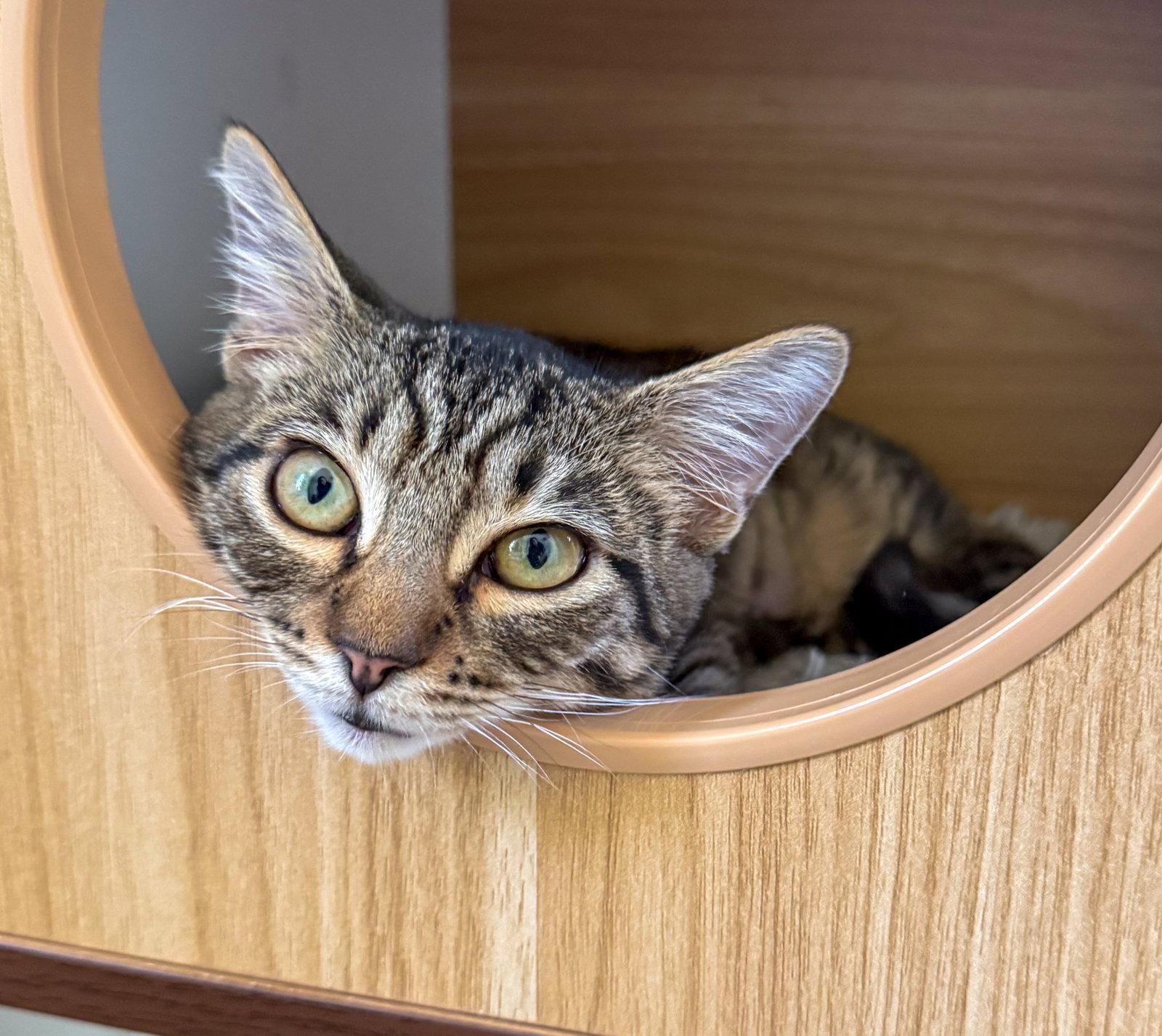 Enlarge Charlotte, a Adoptable mixed breed in Lighthouse Point, FL image 3/3