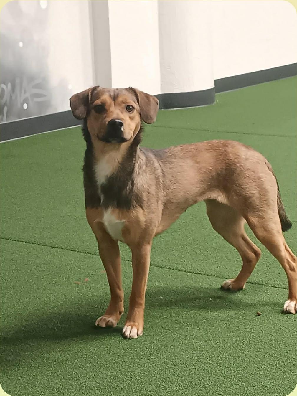 Enlarge Lotus, a ADOPTABLE Mixed Breed in De Pere, WI image 1/3