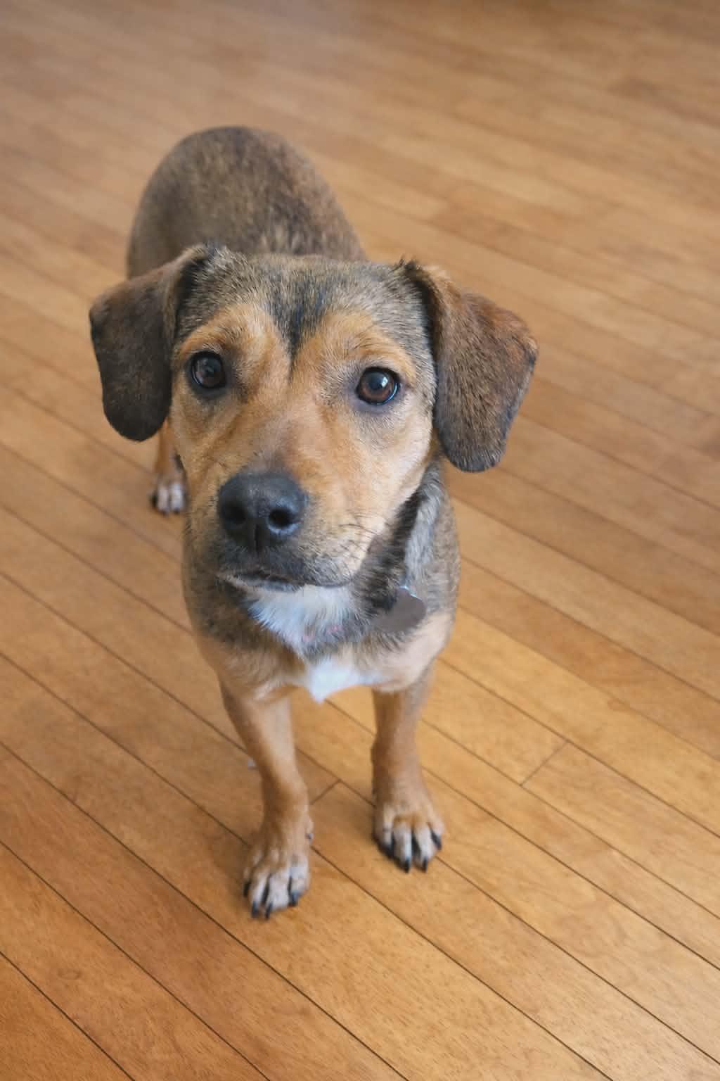 Enlarge Lotus, a ADOPTABLE Mixed Breed in De Pere, WI image 2/3