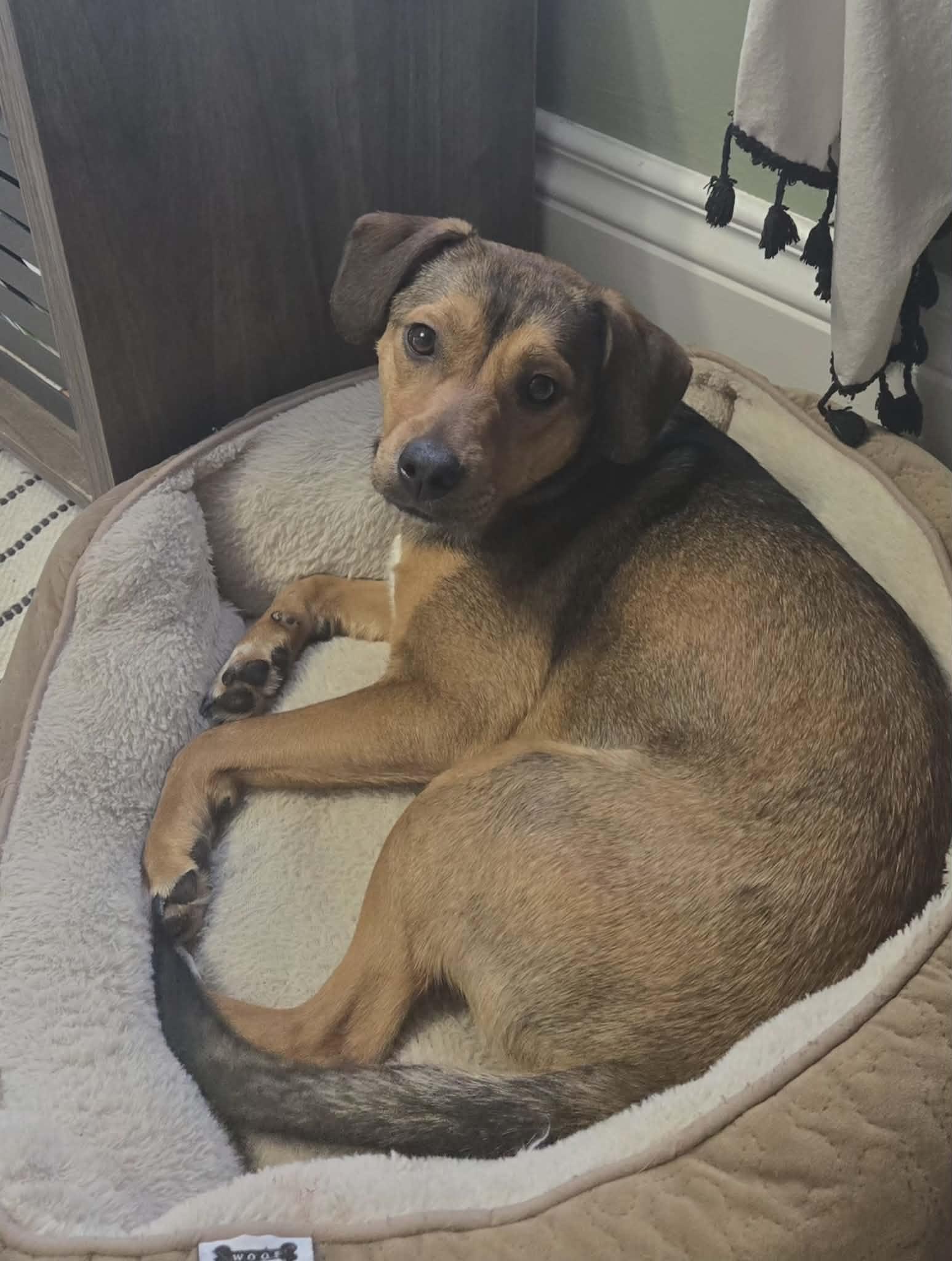 Enlarge Lotus, a ADOPTABLE Mixed Breed in De Pere, WI image 3/3