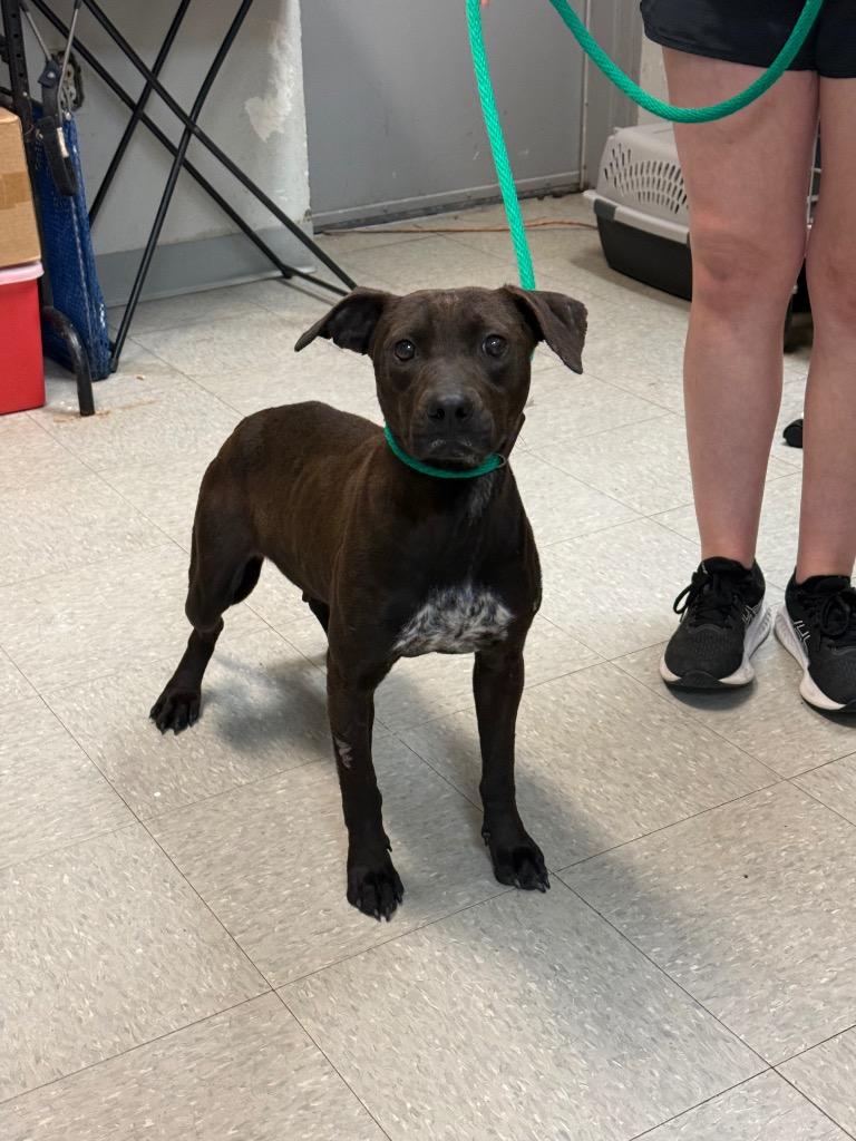 Livvy, Adopted, Adult Female Terrier.