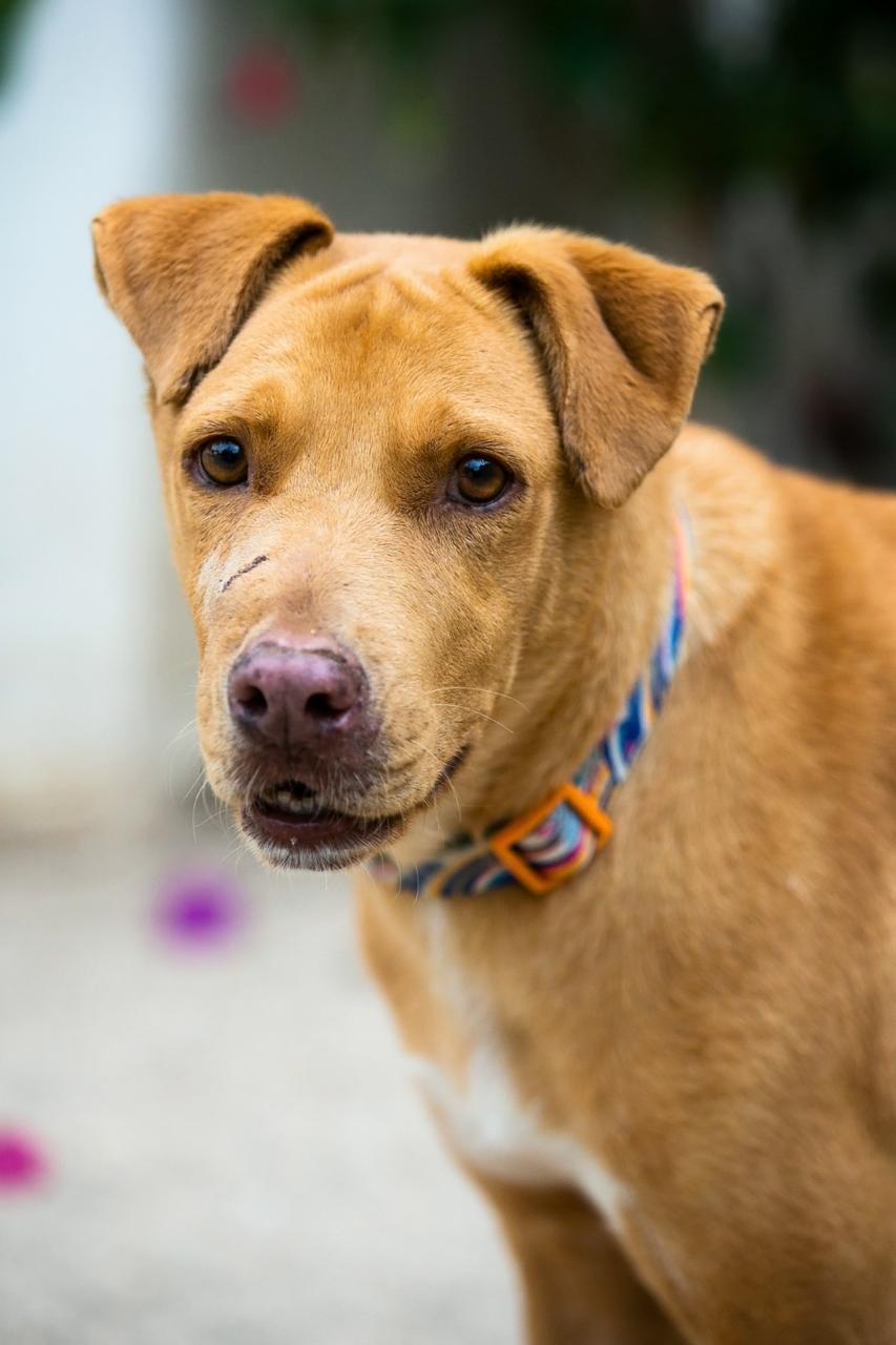 Valiente, Adoptable, Adult Male Yellow Labrador Retriever.
