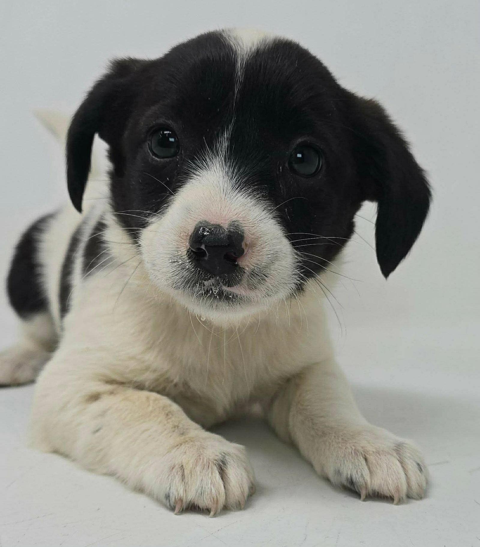 Enlarge CINDER, a Adoptable Australian Shepherd in Pomfret Center, CT image 1/2