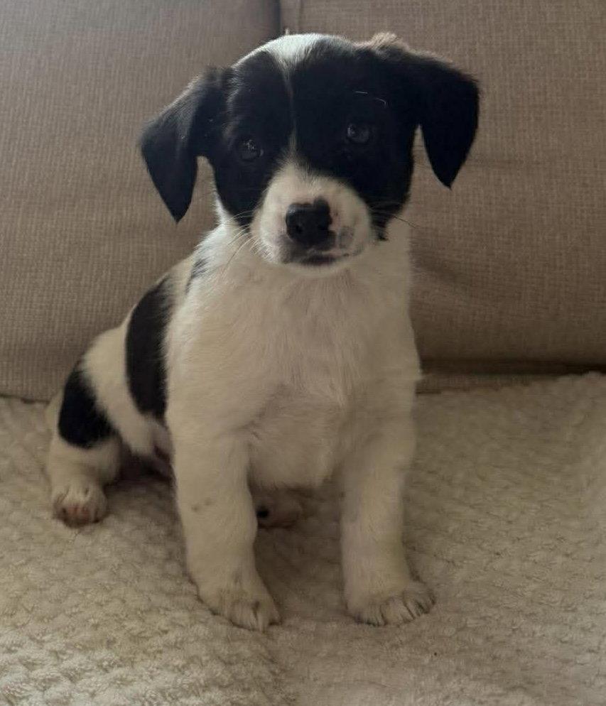 Enlarge CINDER, a Adoptable Australian Shepherd in Pomfret Center, CT image 2/2