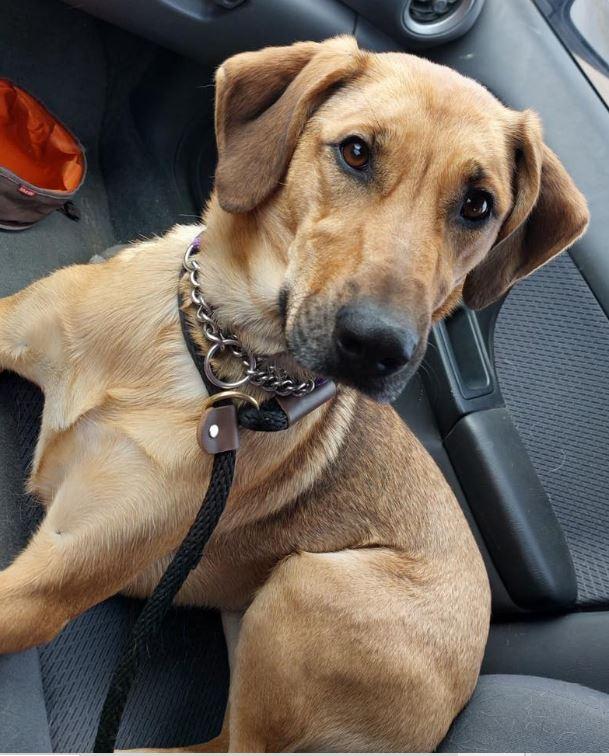 Enlarge Coral, a Adoptable mixed breed in Williamsburg, IA image 2/2