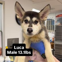 Luca A2257674