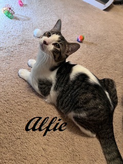 Alfie (Initially cautious, he'll take a moment to get to know you. Sweet boy), a Adoptable Domestic Short Hair in Southern Pines, NC image 2/4