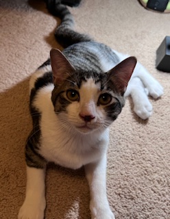 Alfie (Initially cautious, he'll take a moment to get to know you. Sweet boy)