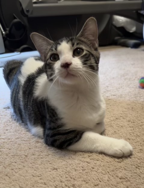 Alfie (Initially cautious, he'll take a moment to get to know you. Sweet boy), Adoptable, Kitten Male Domestic Short Hair.