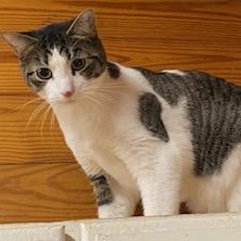 Alfie , Adoptable, Kitten Male Domestic Short Hair.