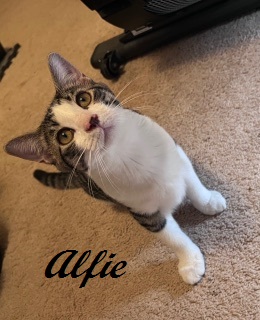 Alfie (Initially cautious, he'll take a moment to get to know you. Sweet boy)