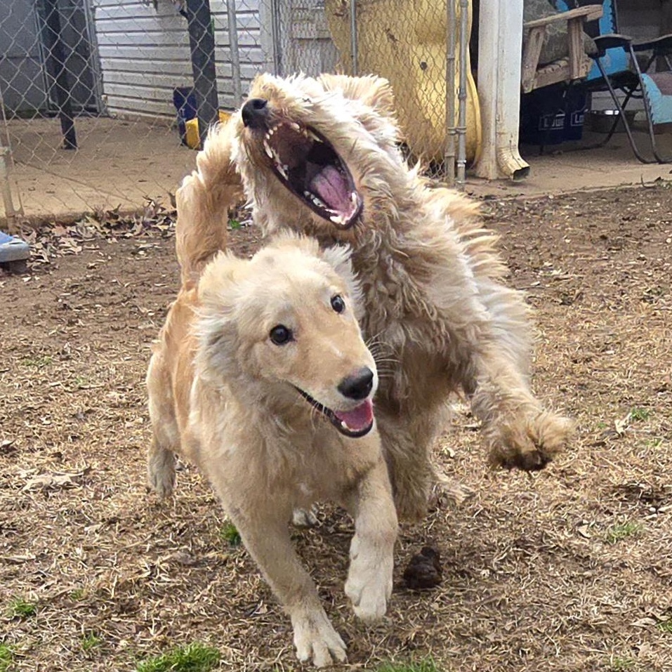 Enlarge Timber, an adopted Golden Retriever in Athens, AL image 6/6