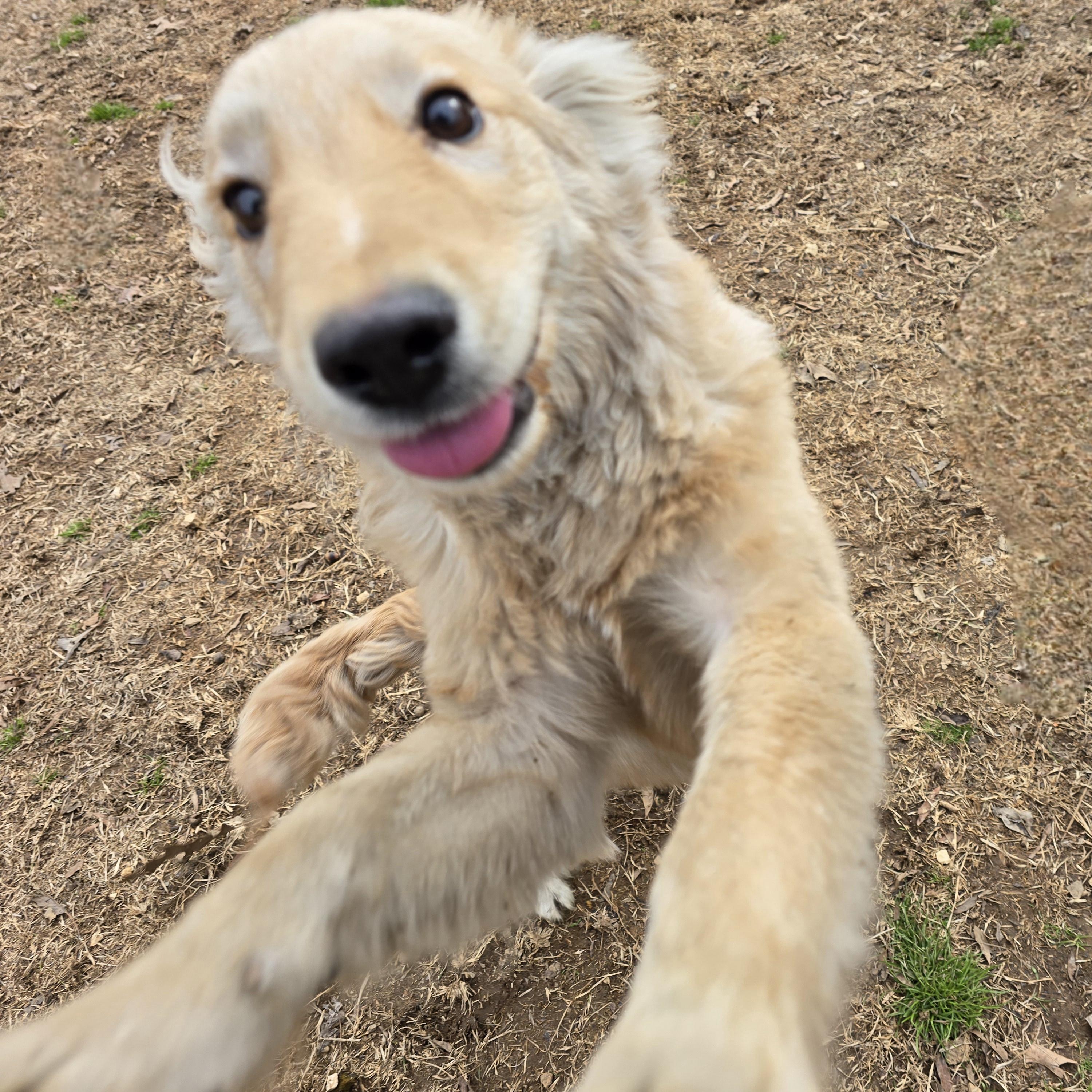 Enlarge Timber, an adopted Golden Retriever in Athens, AL image 4/6