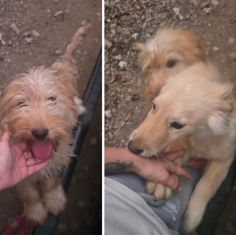 Enlarge Timber, an adopted Golden Retriever in Athens, AL image 3/6