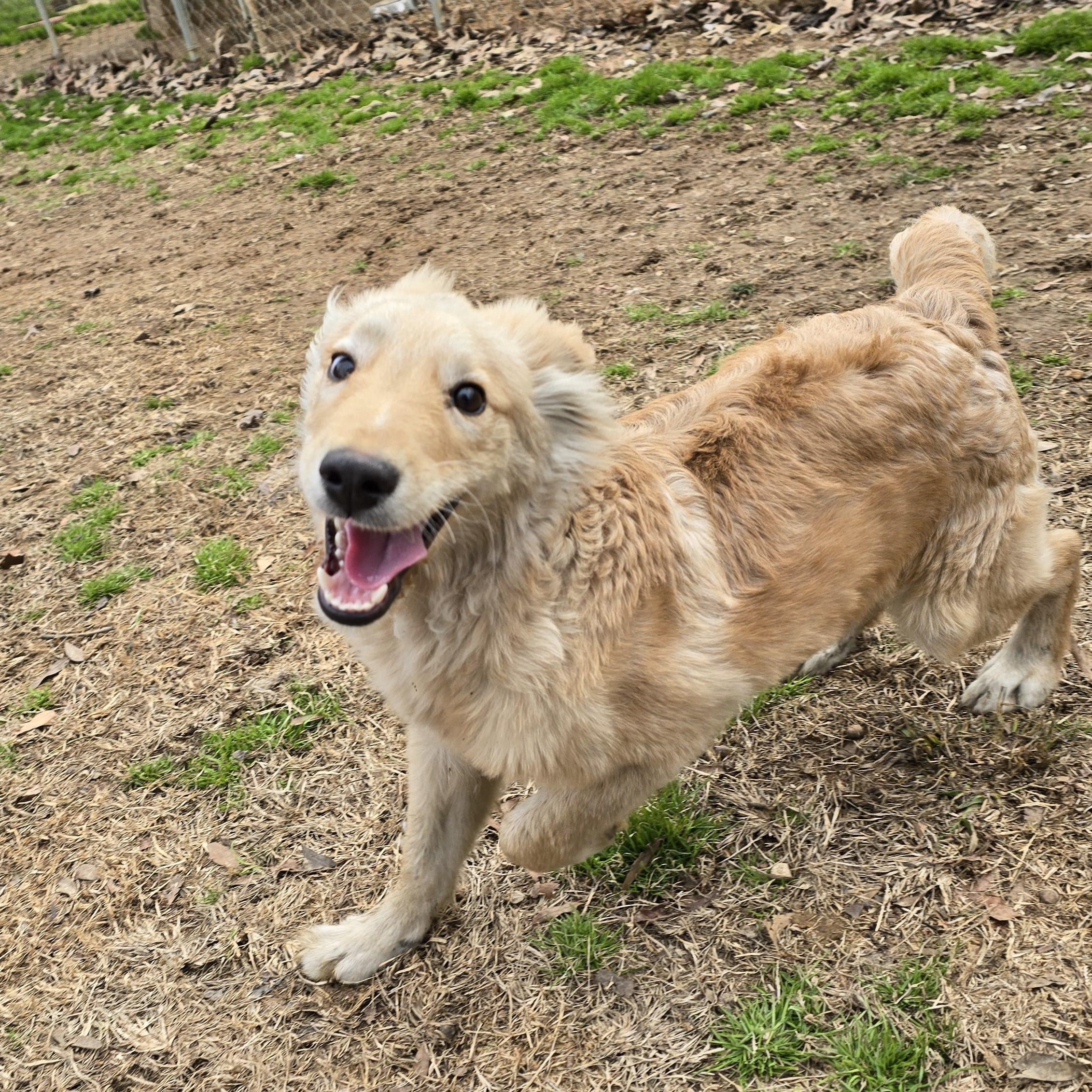 Enlarge Timber, an adopted Golden Retriever in Athens, AL image 2/6