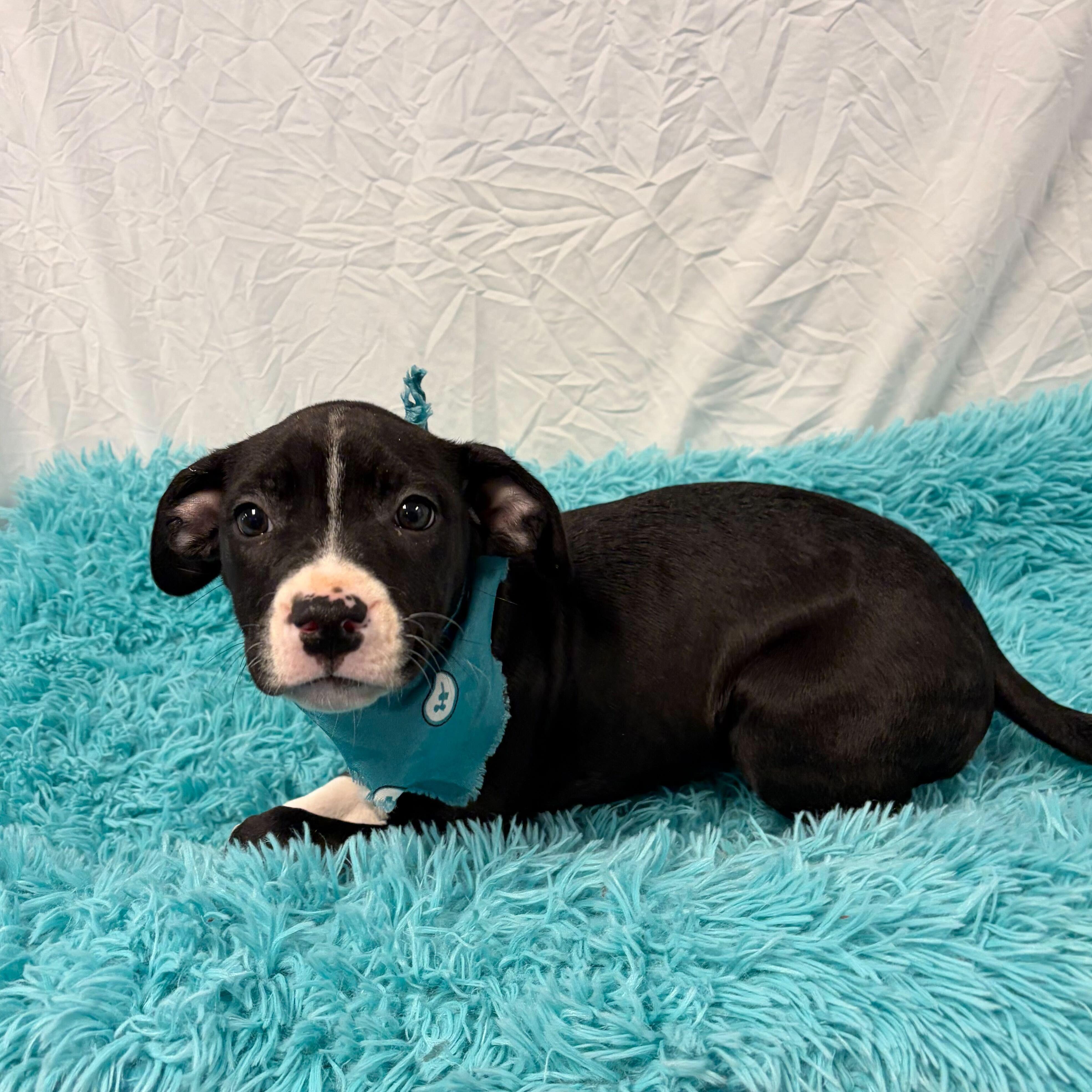 Dana, adoptable, Puppy Female Mixed Breed.