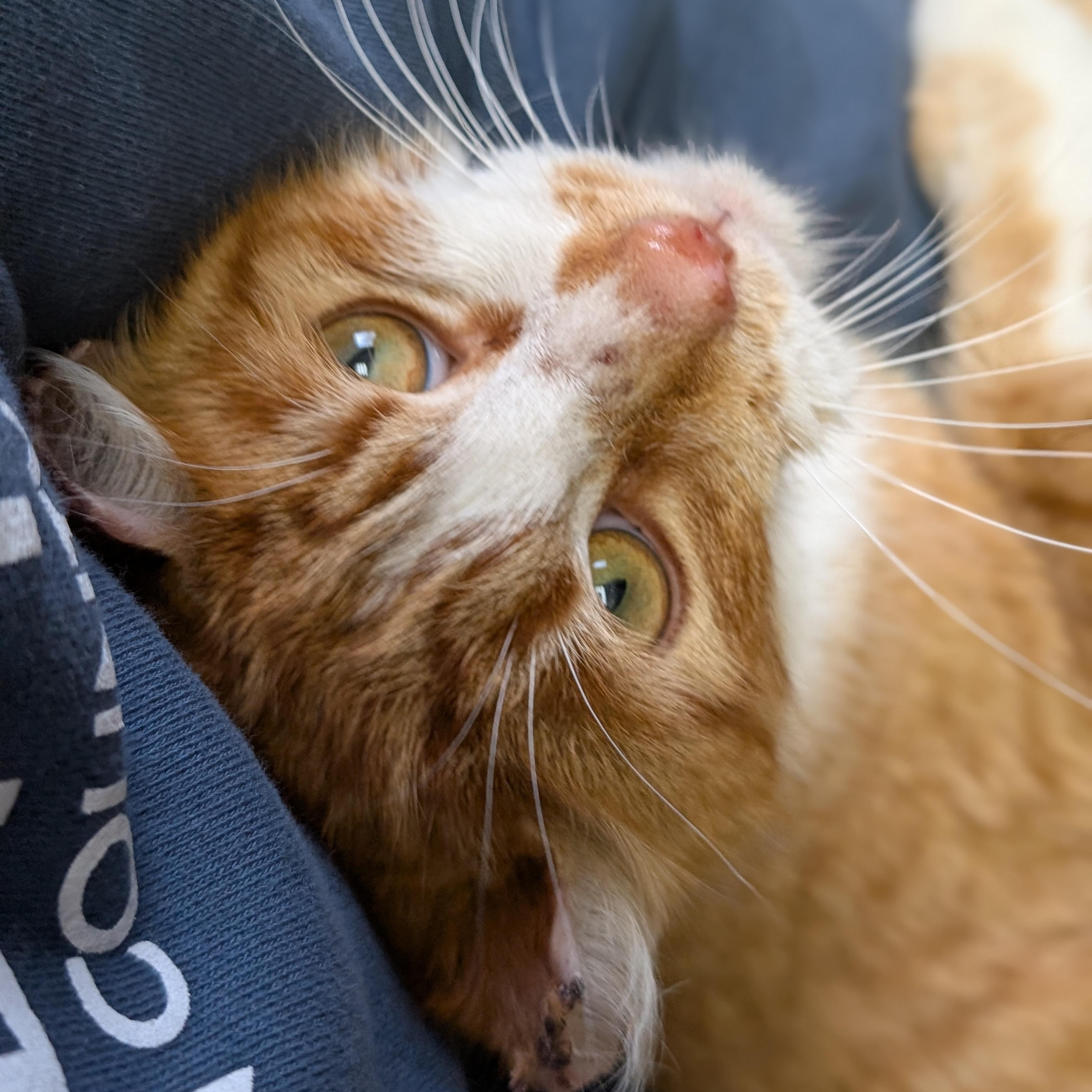 Enlarge Jax, an adoptable Domestic Short Hair in Jefferson, WI image 2/6