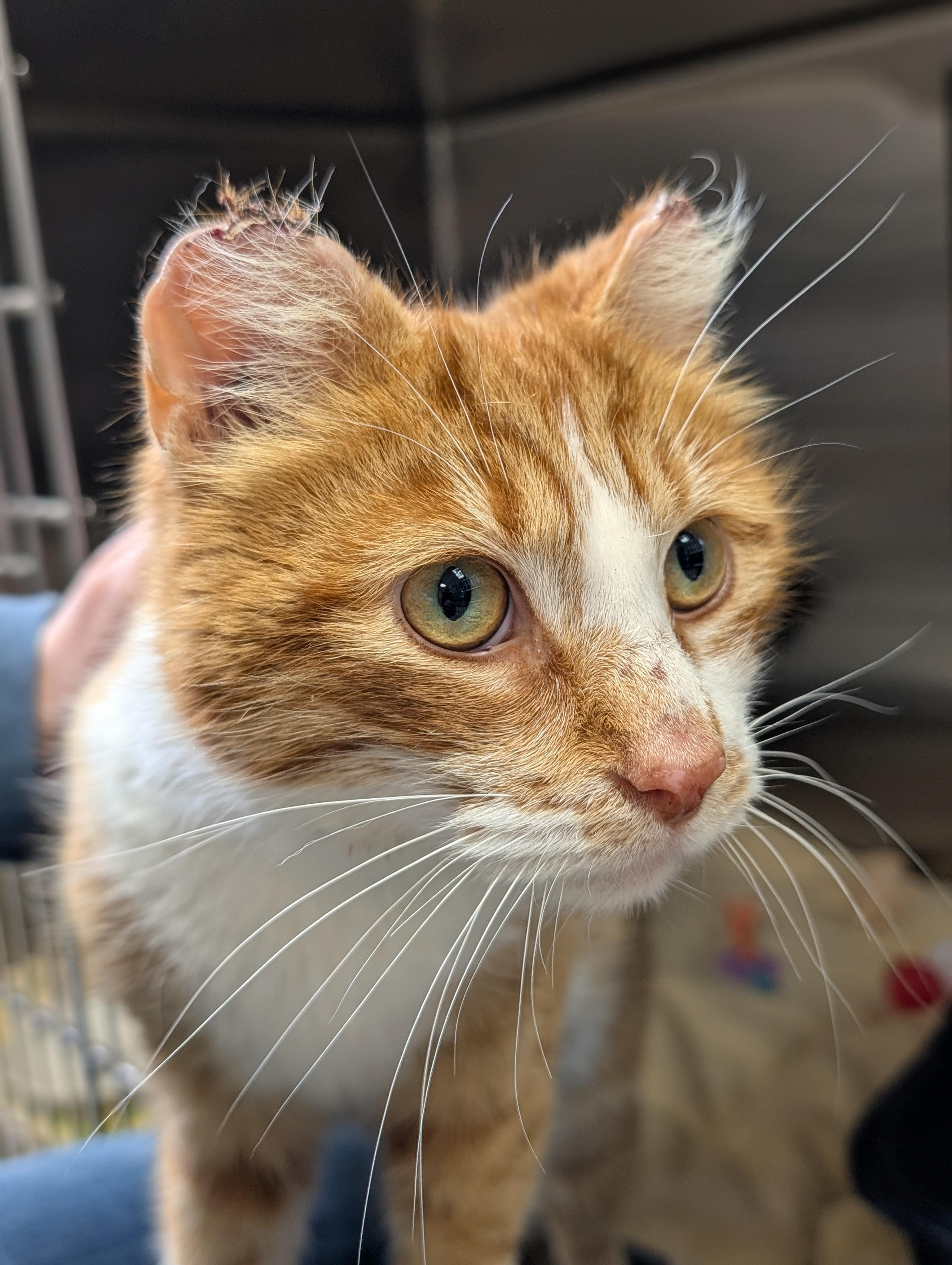 Enlarge Jax, an adoptable Domestic Short Hair in Jefferson, WI image 3/6