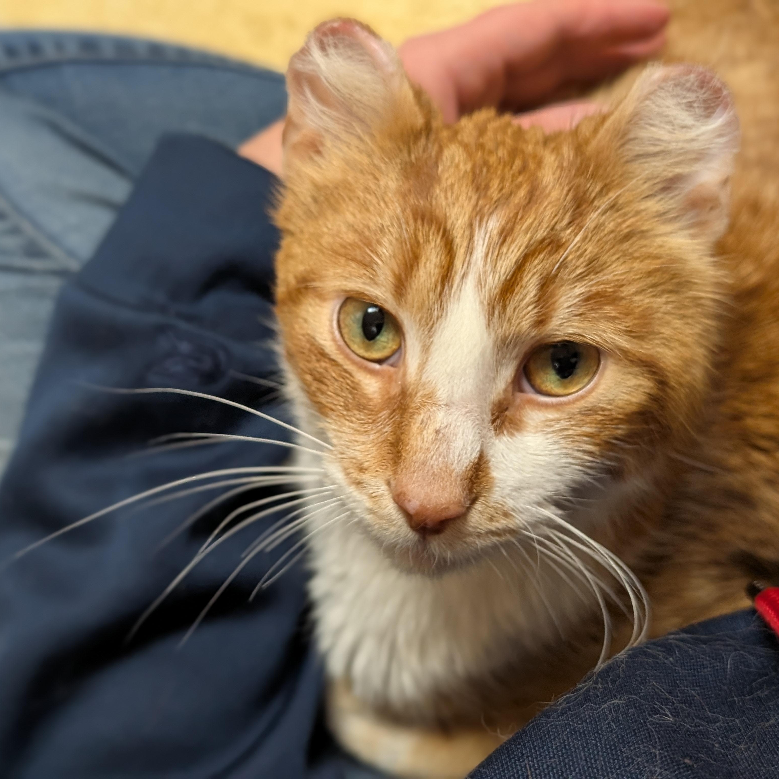 Enlarge Jax, an adoptable Domestic Short Hair in Jefferson, WI image 6/6