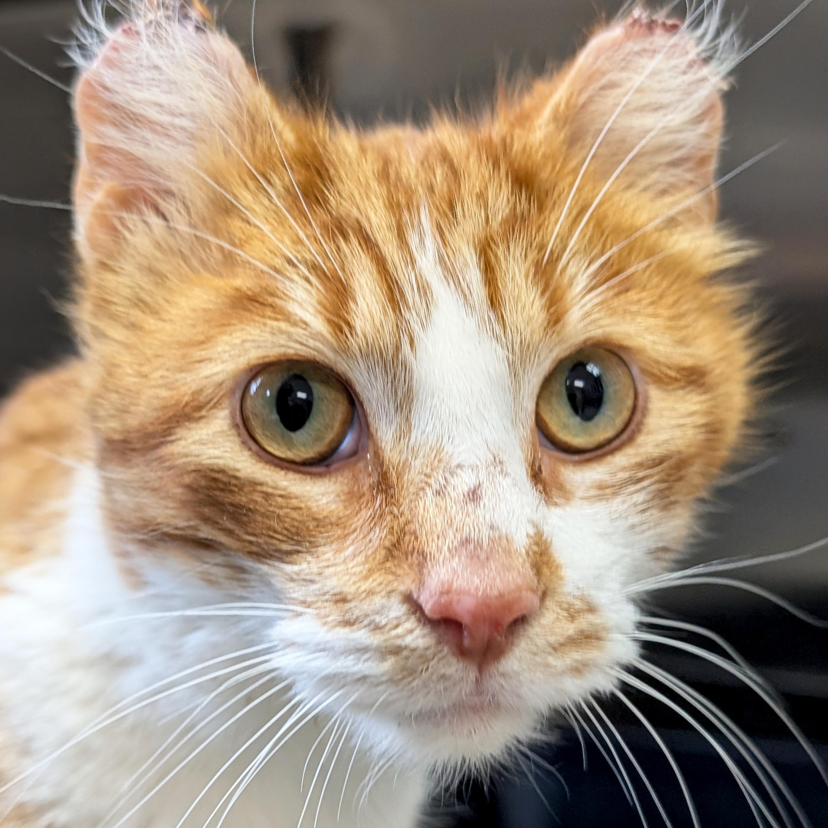 Enlarge Jax, an adoptable Domestic Short Hair in Jefferson, WI image 1/6