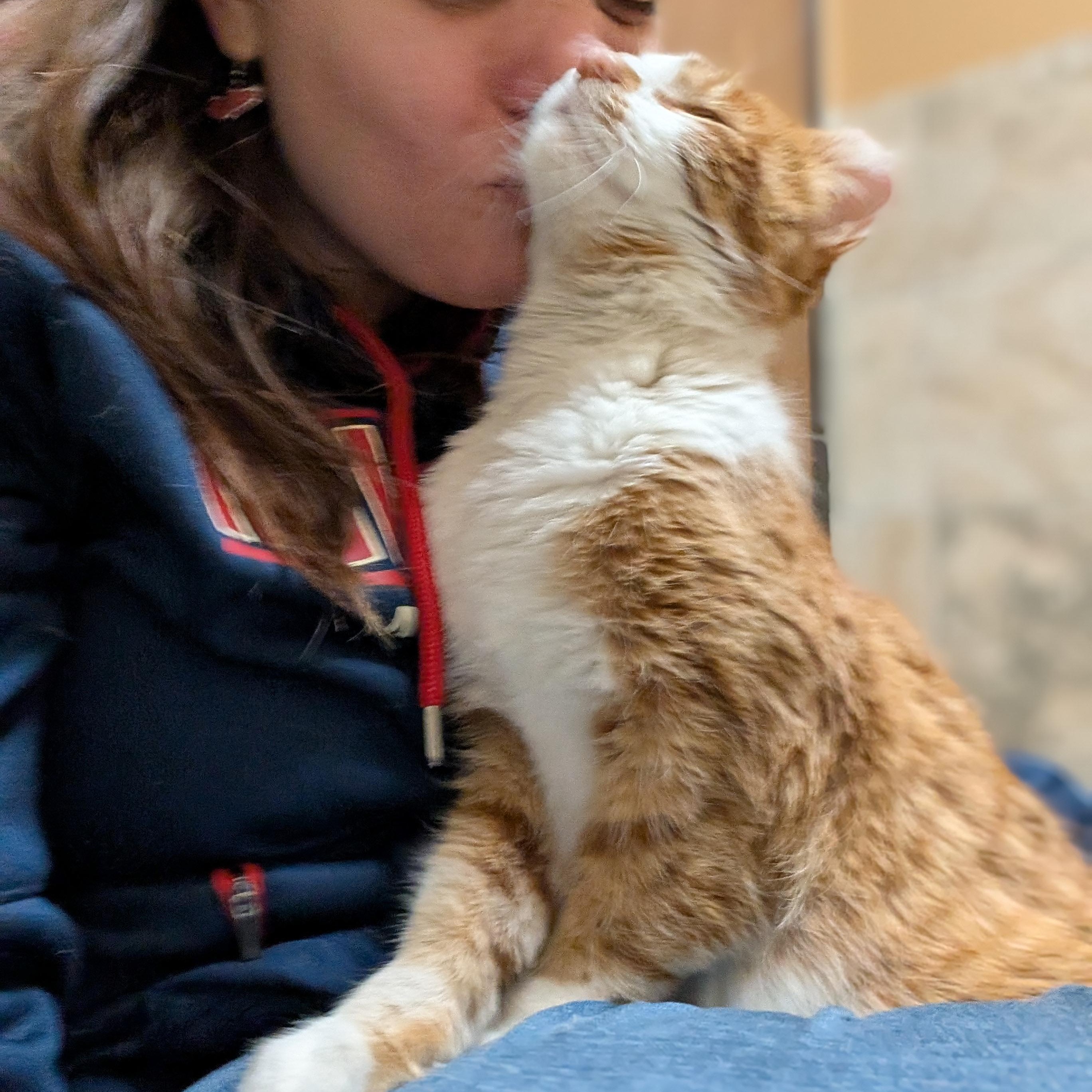 Enlarge Jax, an adoptable Domestic Short Hair in Jefferson, WI image 5/6