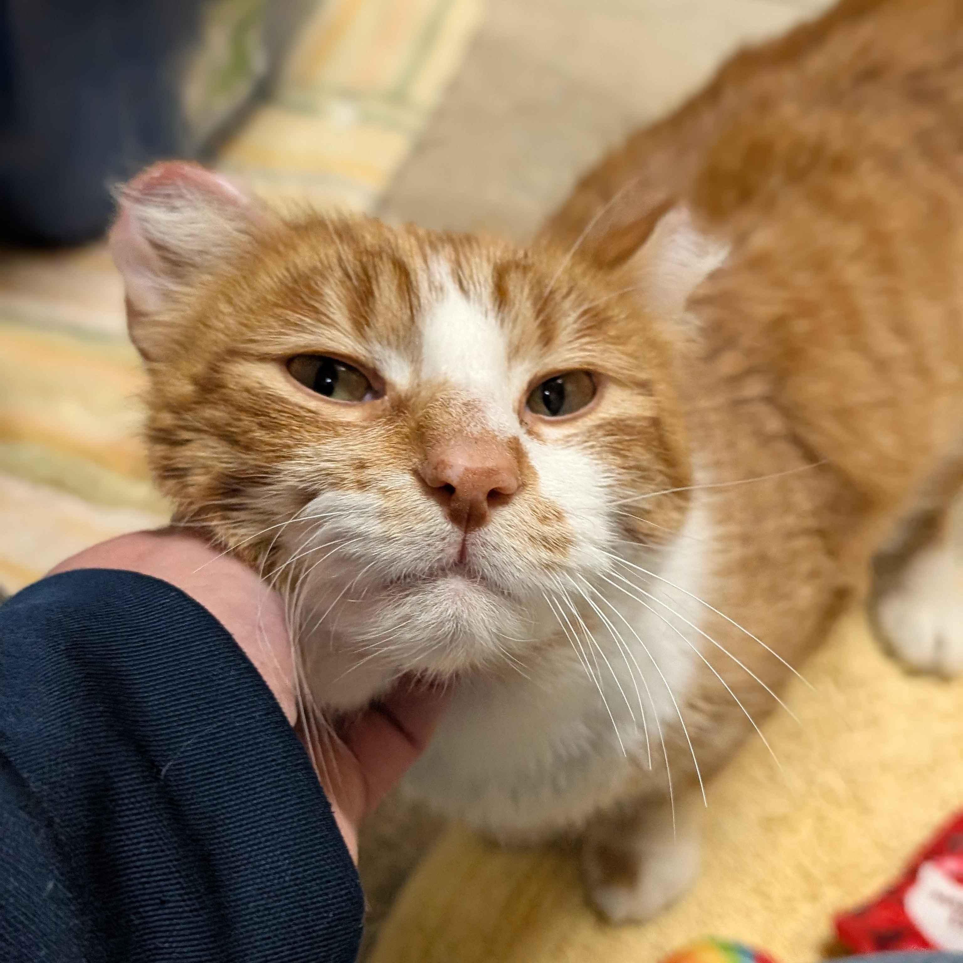 Enlarge Jax, an adoptable Domestic Short Hair in Jefferson, WI image 4/6