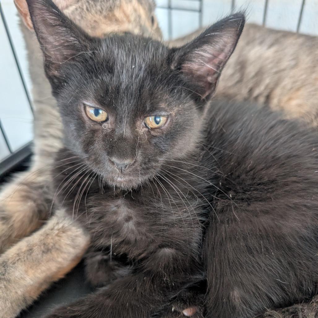 Midnight, Adoptable, Kitten Female Domestic Short Hair.
