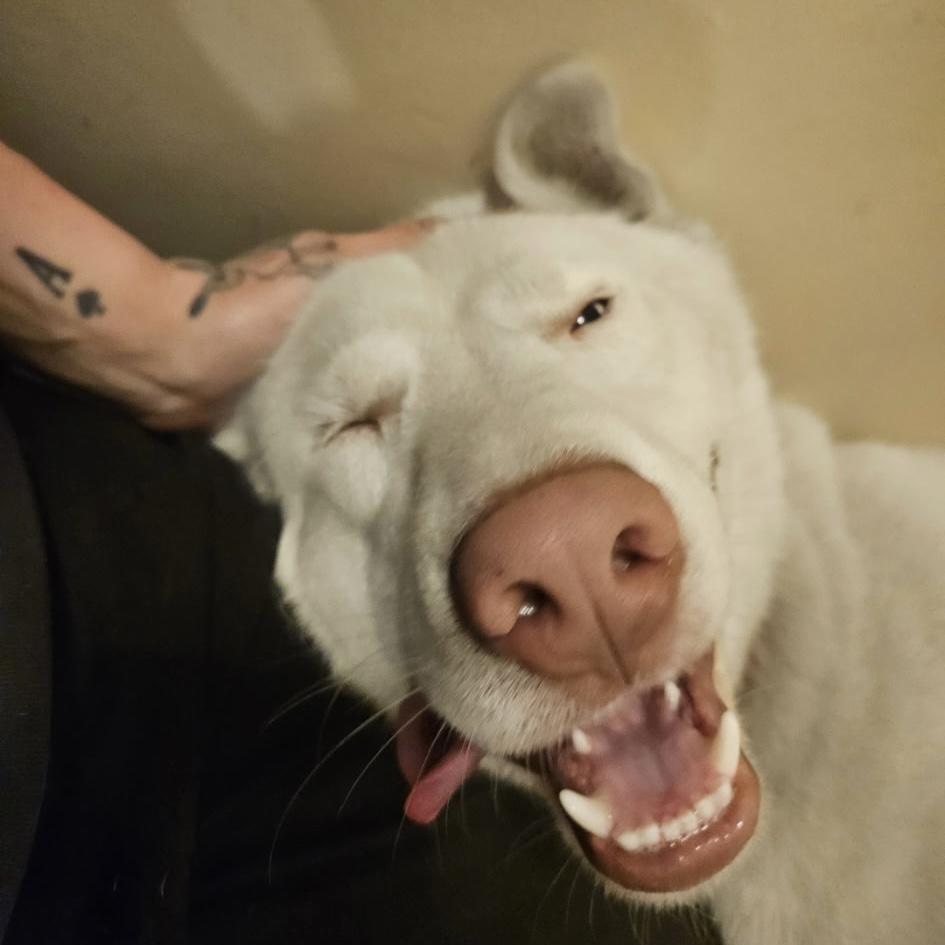 Enlarge Nuka, a Adoptable mixed breed in Buffalo, NY image 3/5