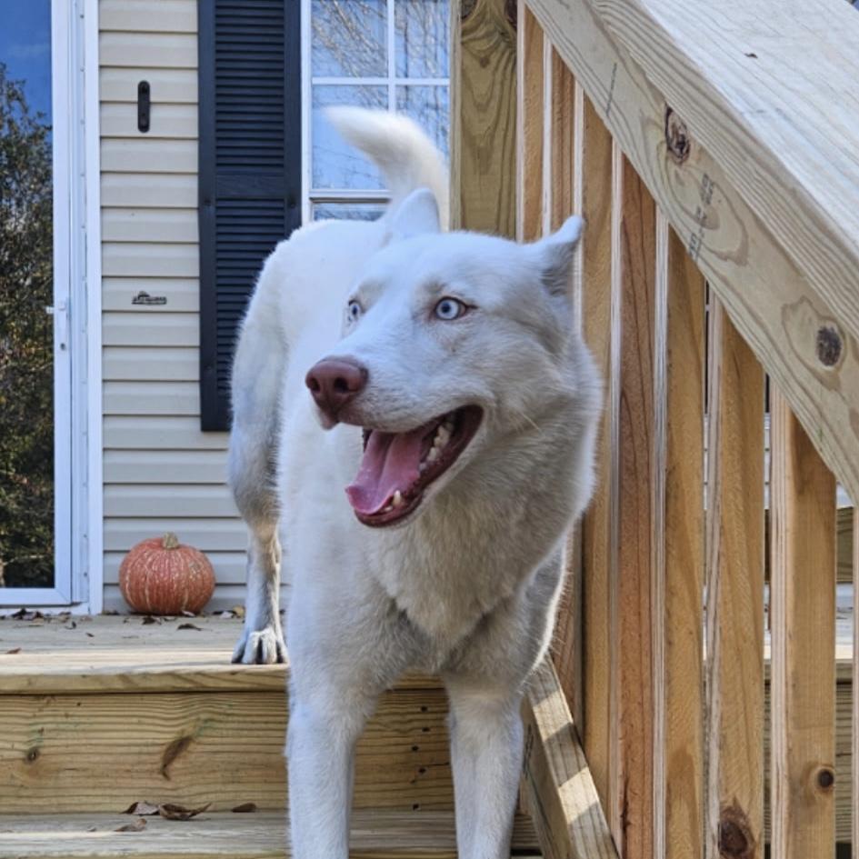 Enlarge Nuka, a Adoptable mixed breed in Buffalo, NY image 2/5