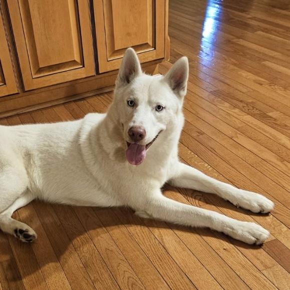 Enlarge Nuka, a Adoptable mixed breed in Buffalo, NY image 1/5