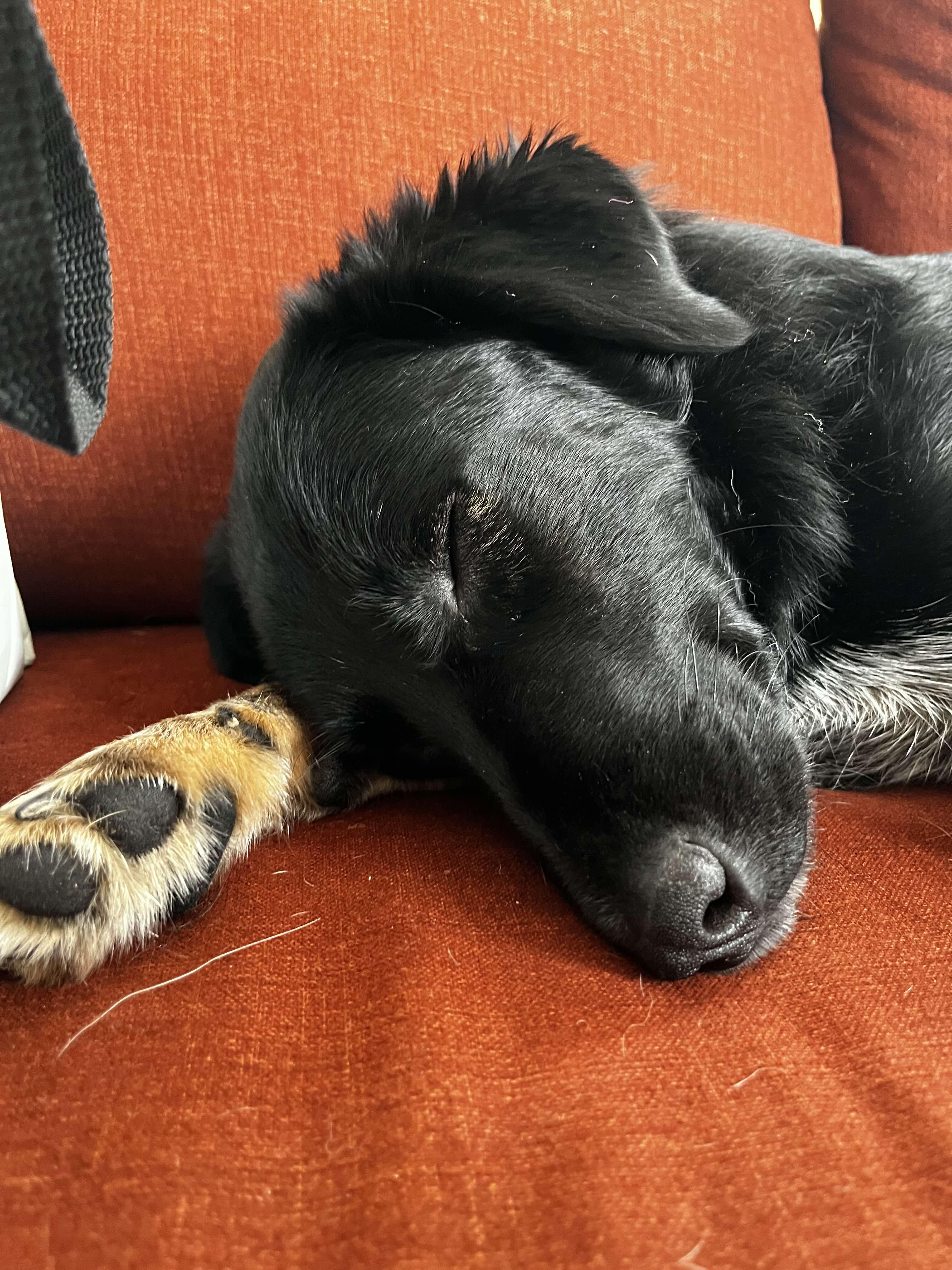 Tessa, a ADOPTABLE mixed breed in Oakville, ON image 4/6