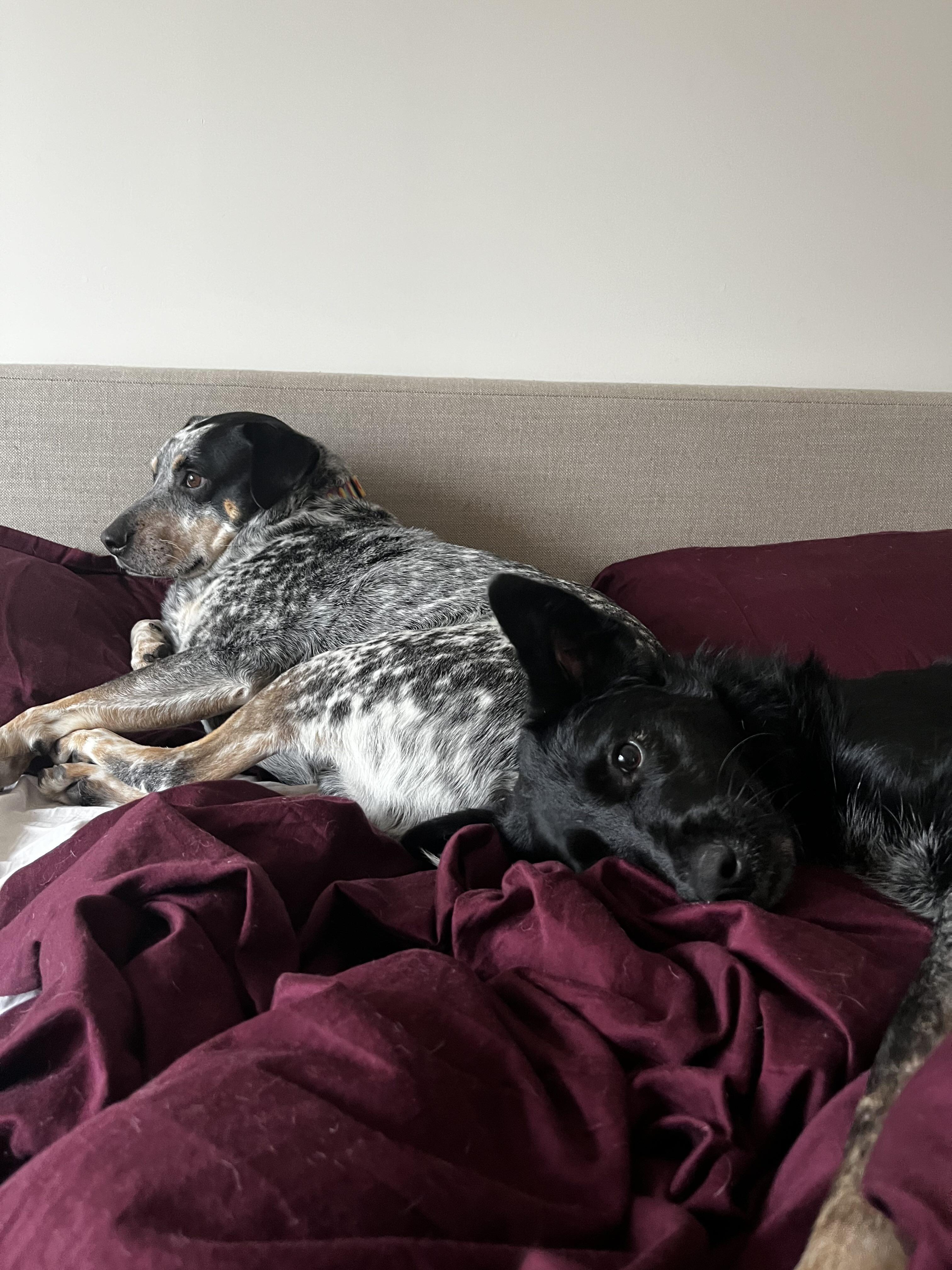 Tessa, a ADOPTABLE mixed breed in Oakville, ON image 5/6