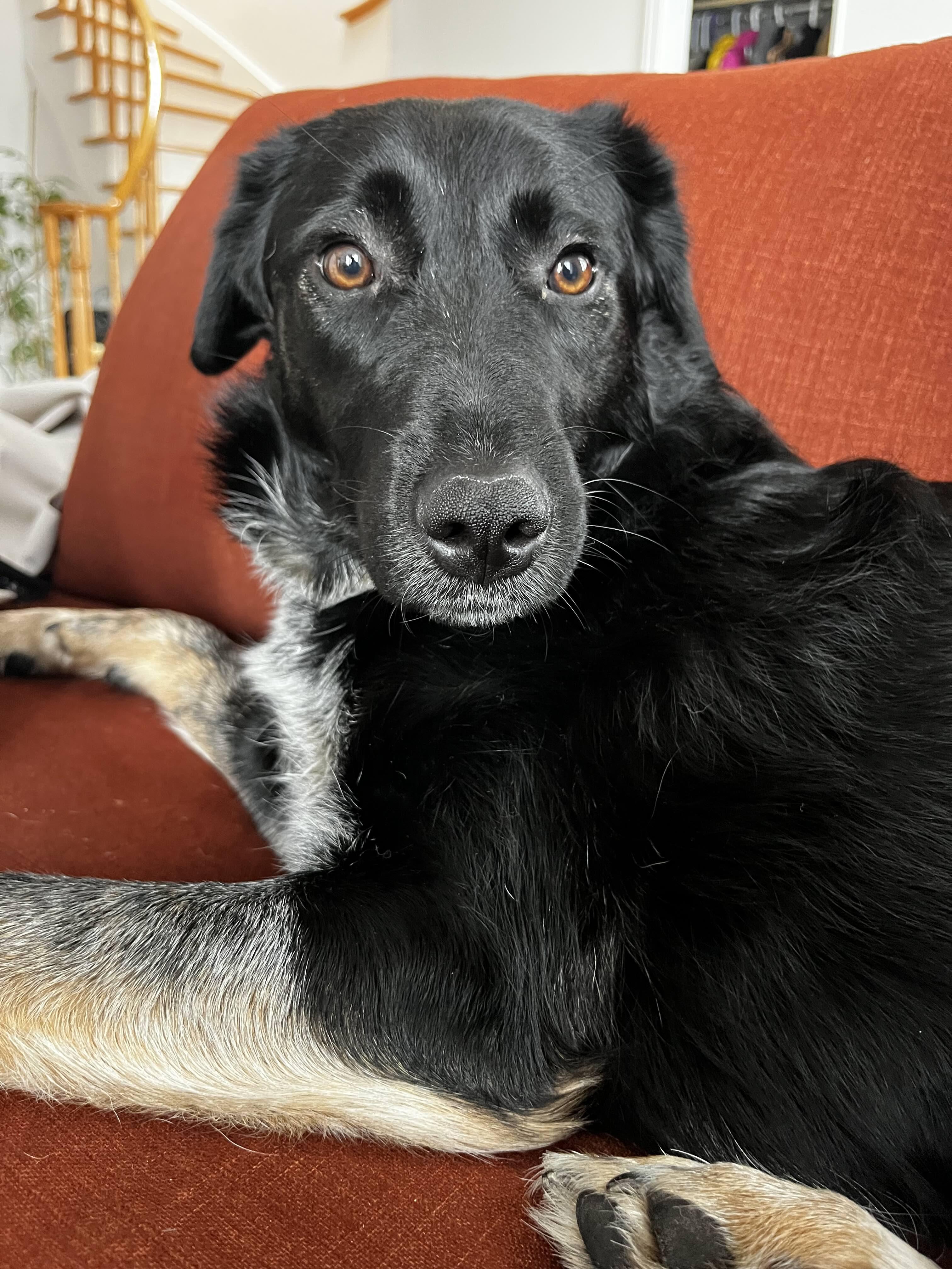 Tessa, a ADOPTABLE mixed breed in Oakville, ON image 6/6