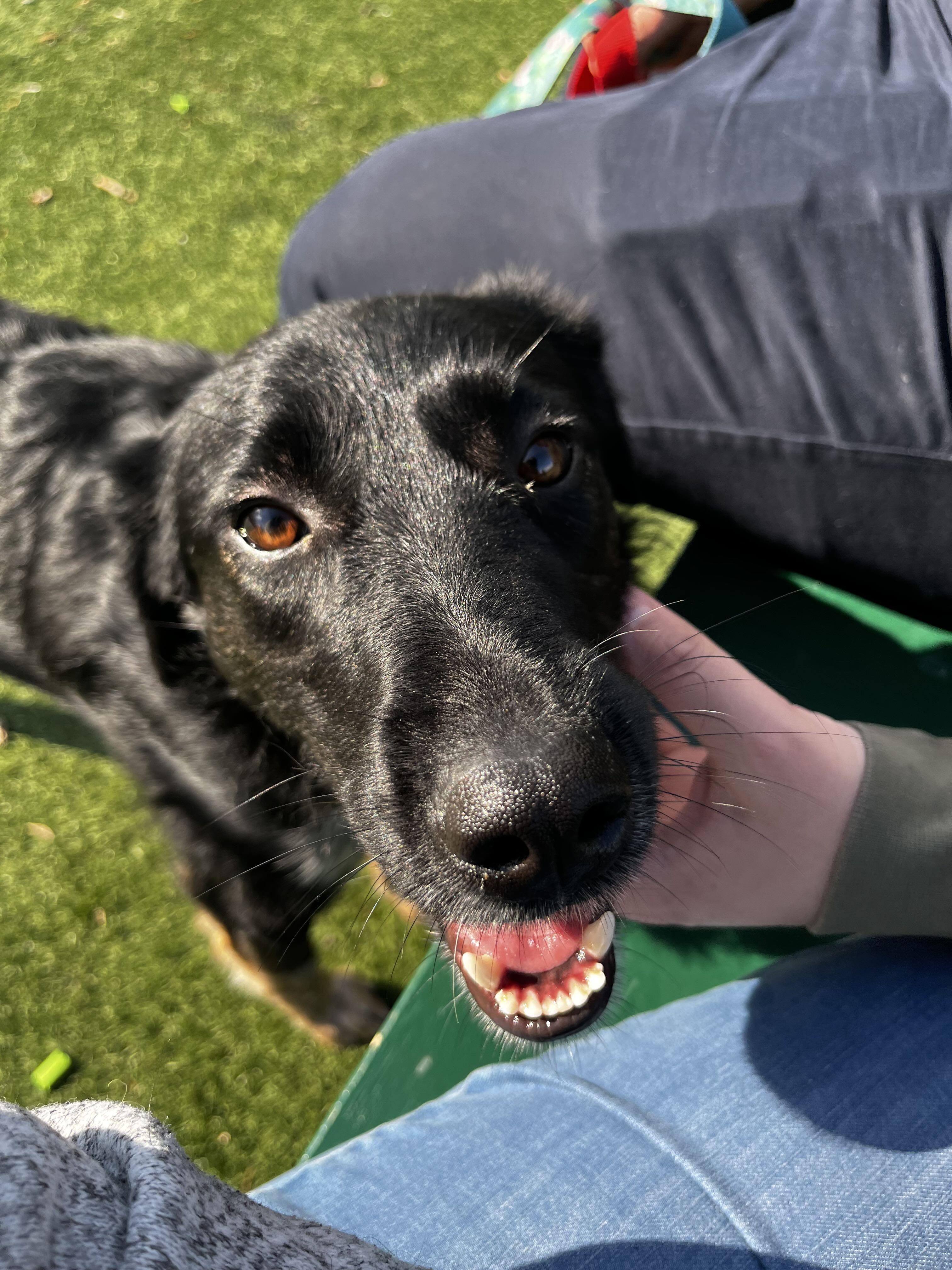 Tessa, a ADOPTABLE mixed breed in Oakville, ON image 2/6