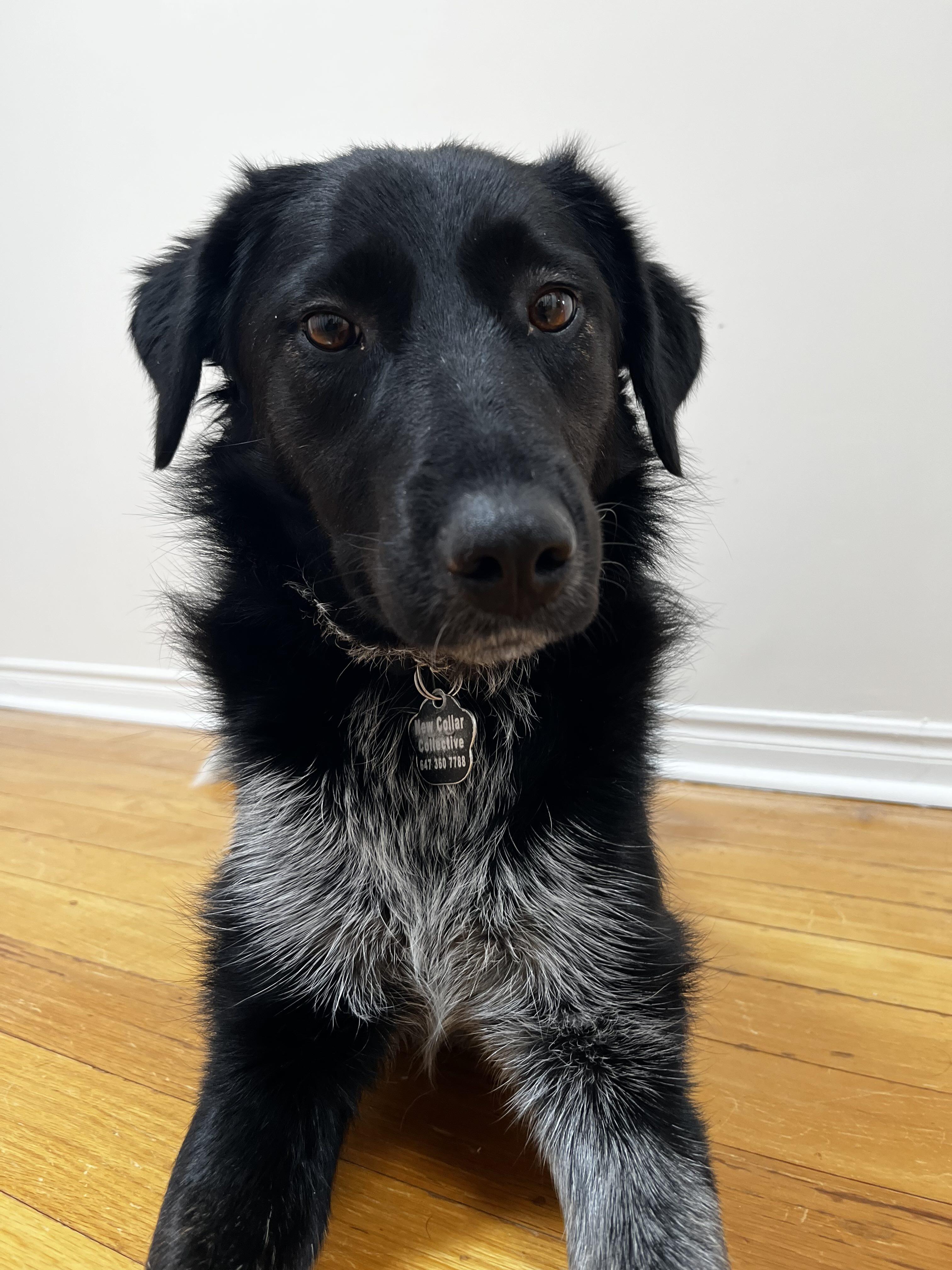 Tessa, ADOPTABLE, Young Female Collie.