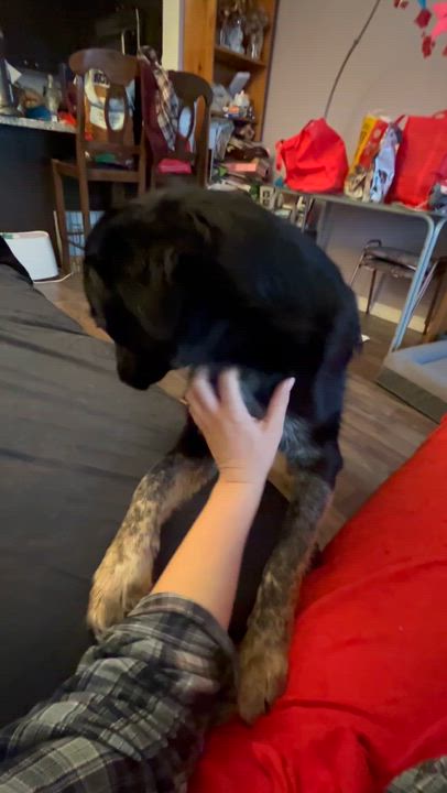 Enlarge Tessa, a ADOPTABLE mixed breed in Oakville, ON video 3/6