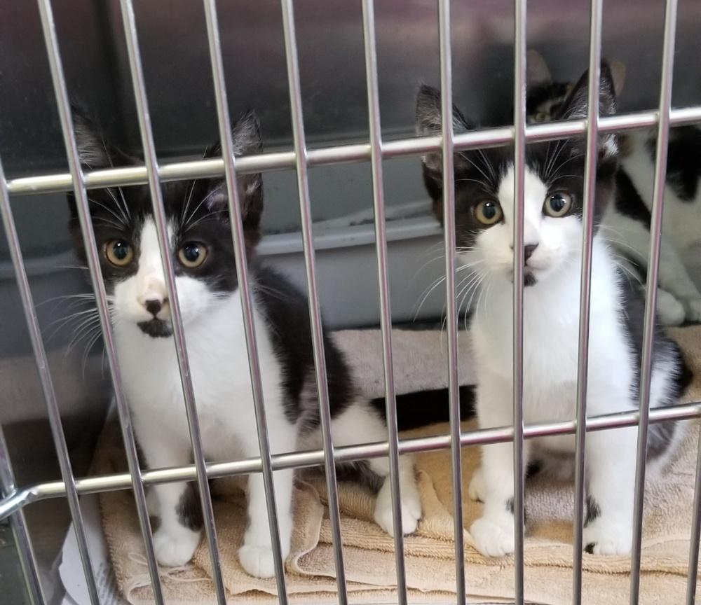KITTENS (cc#7132-7133) & MOM, Baby Female Domestic Short Hair