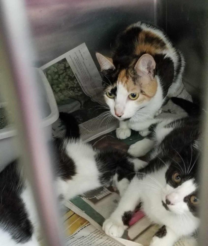 KITTENS (cc#7132-7133) & MOM photo 3