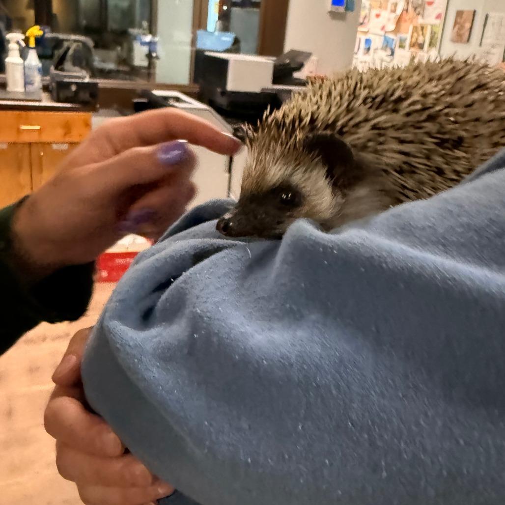 Enlarge Rocket, a Adoptable Hedgehog in Durango, CO image 1/1