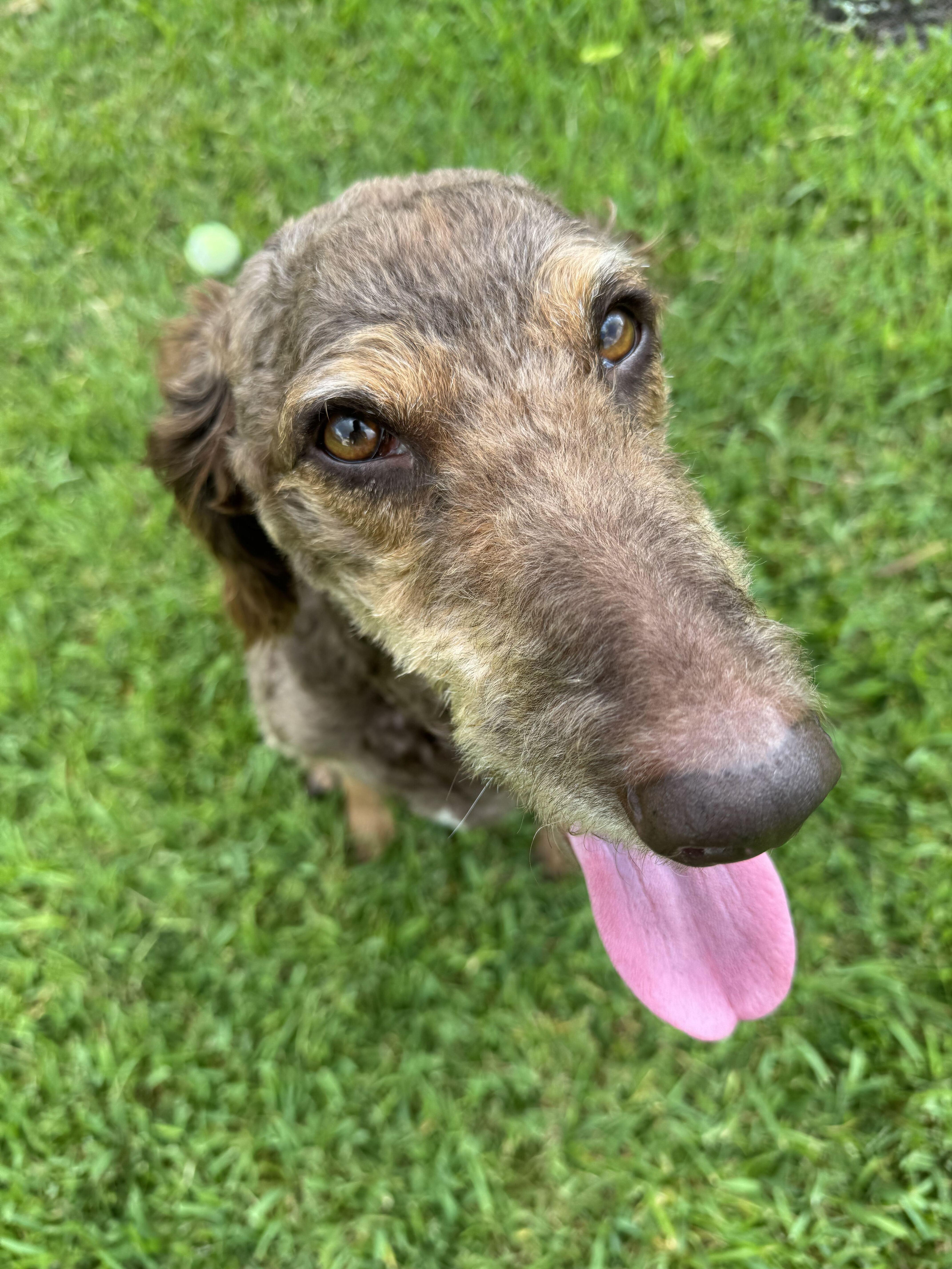 Enlarge Autumn, a Adoptable mixed breed in Houston, TX image 4/6