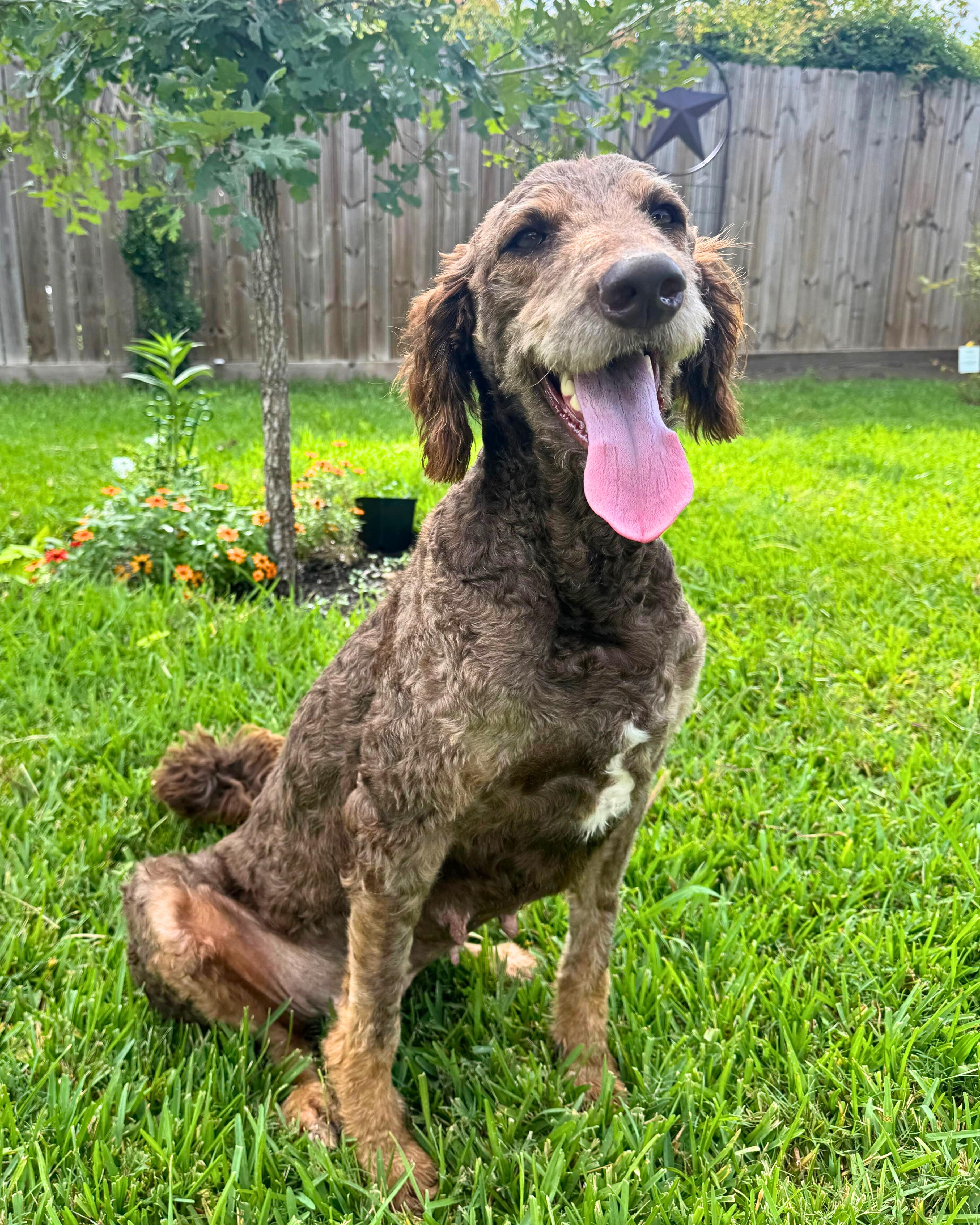 Enlarge Autumn, a Adoptable mixed breed in Houston, TX image 3/6
