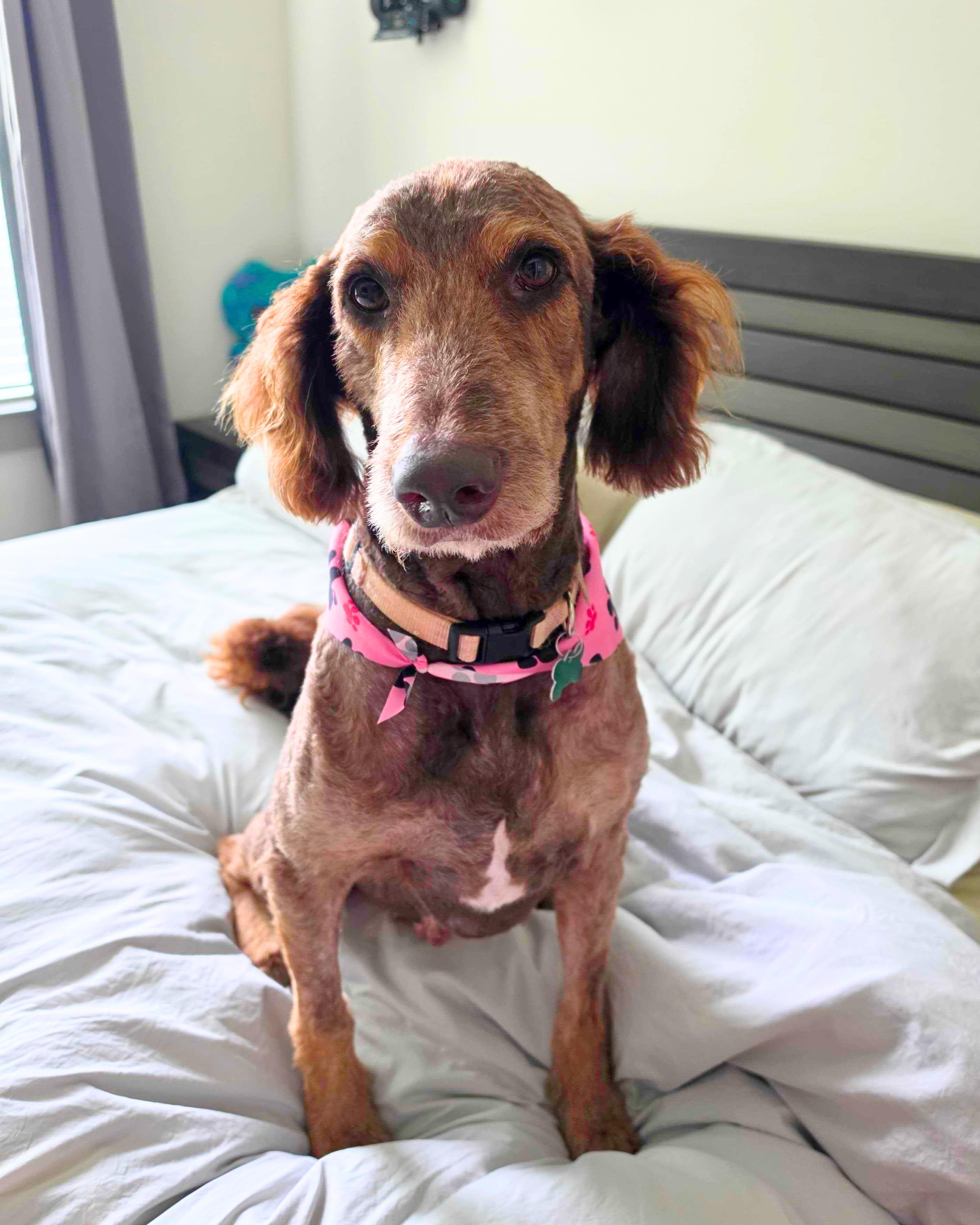 Enlarge Autumn, a Adoptable mixed breed in Houston, TX image 5/6