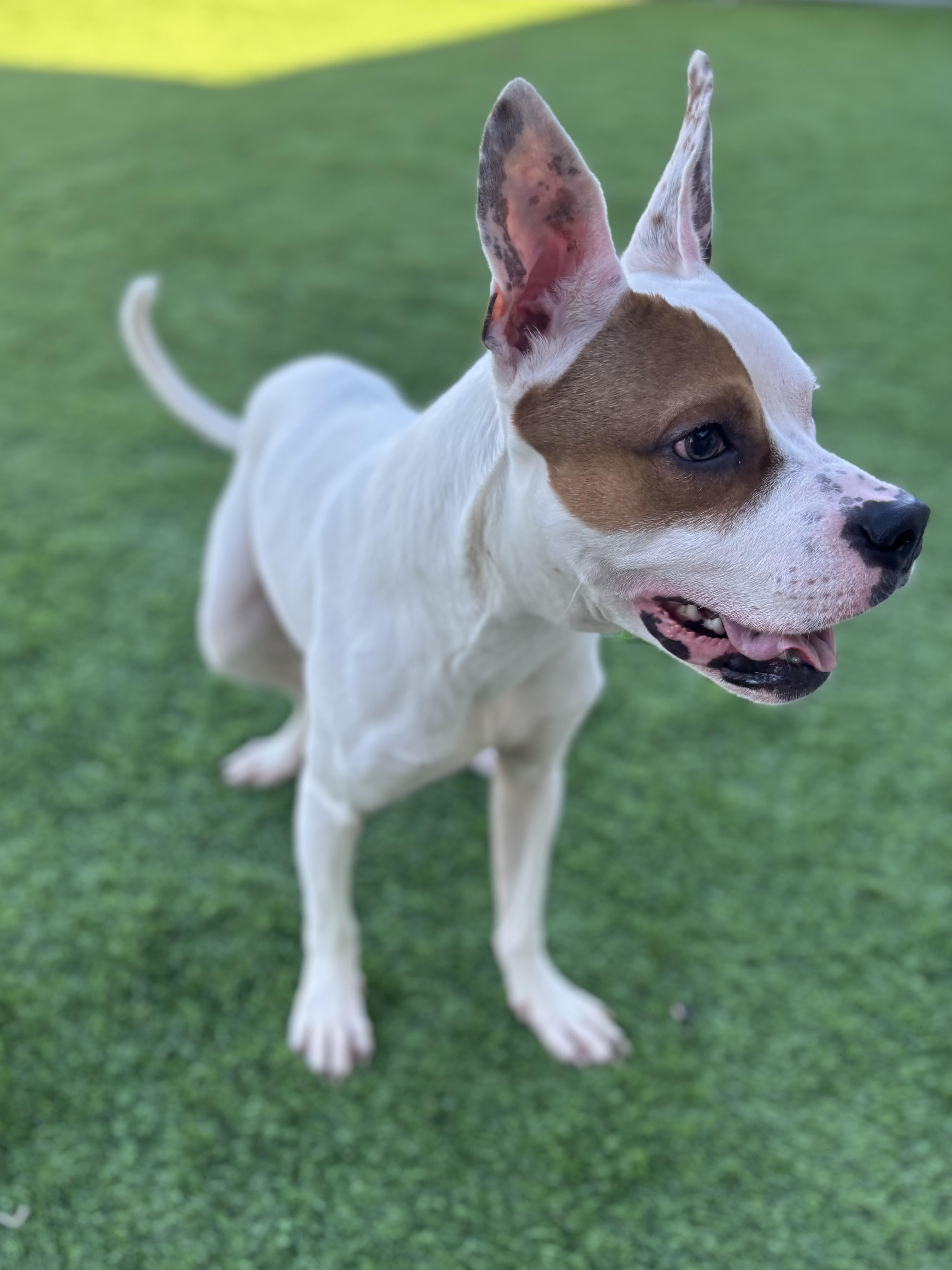 Cricket, Adoptable, Adult Male Mixed Breed.