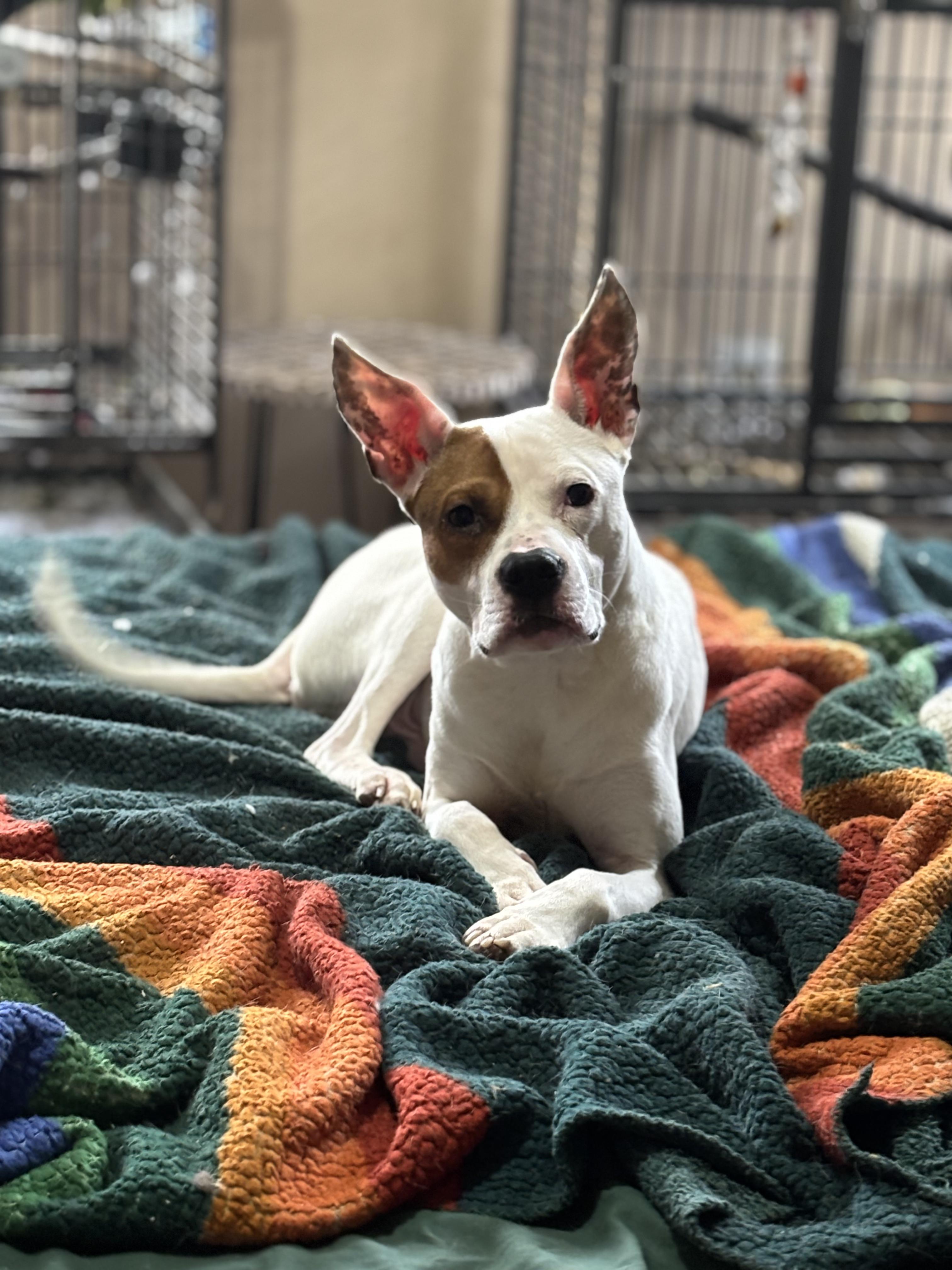 Enlarge Cricket, a Adoptable mixed breed in Ennis, TX image 3/6