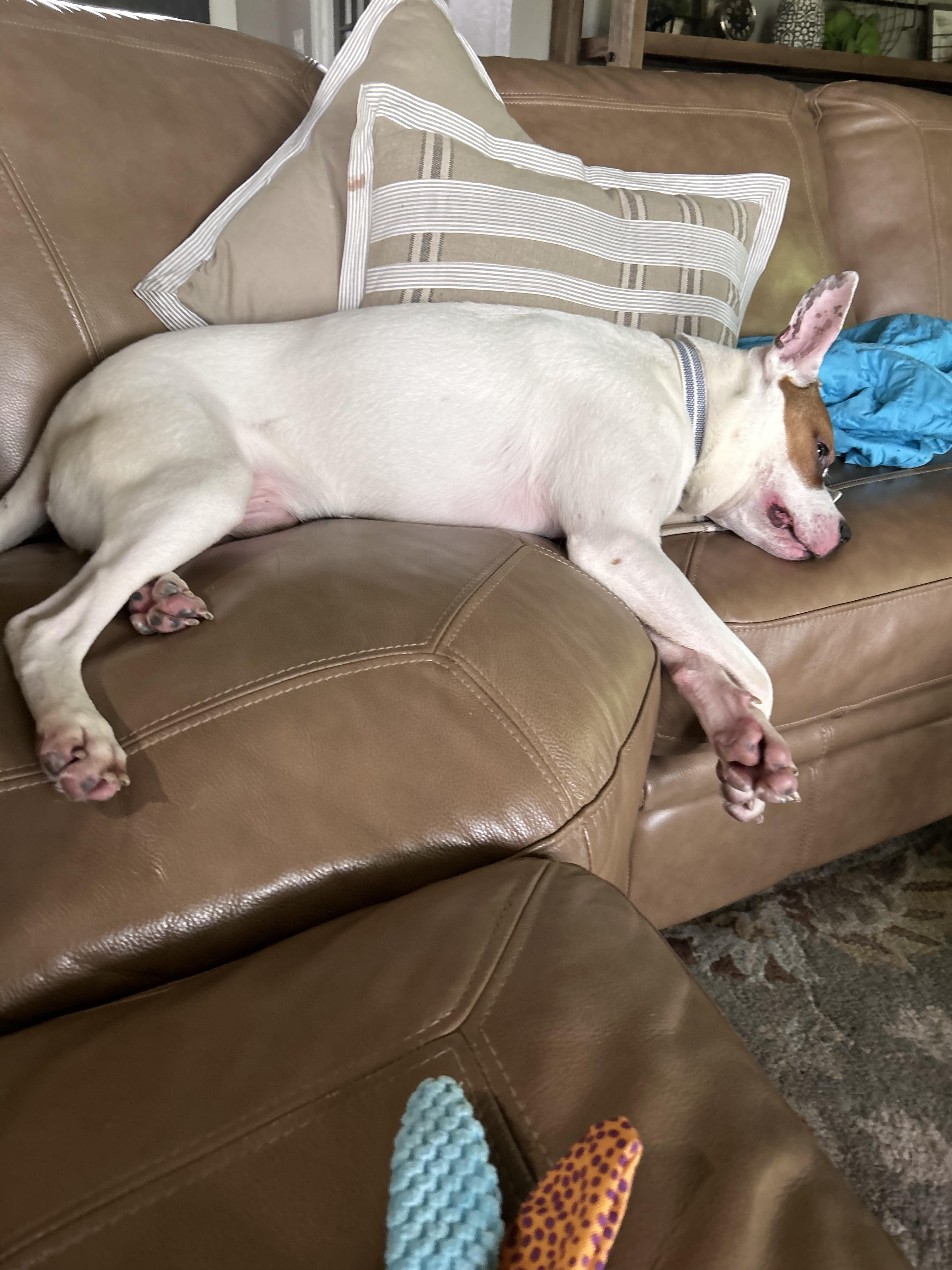 Enlarge Cricket, a Adoptable mixed breed in Ennis, TX image 5/6