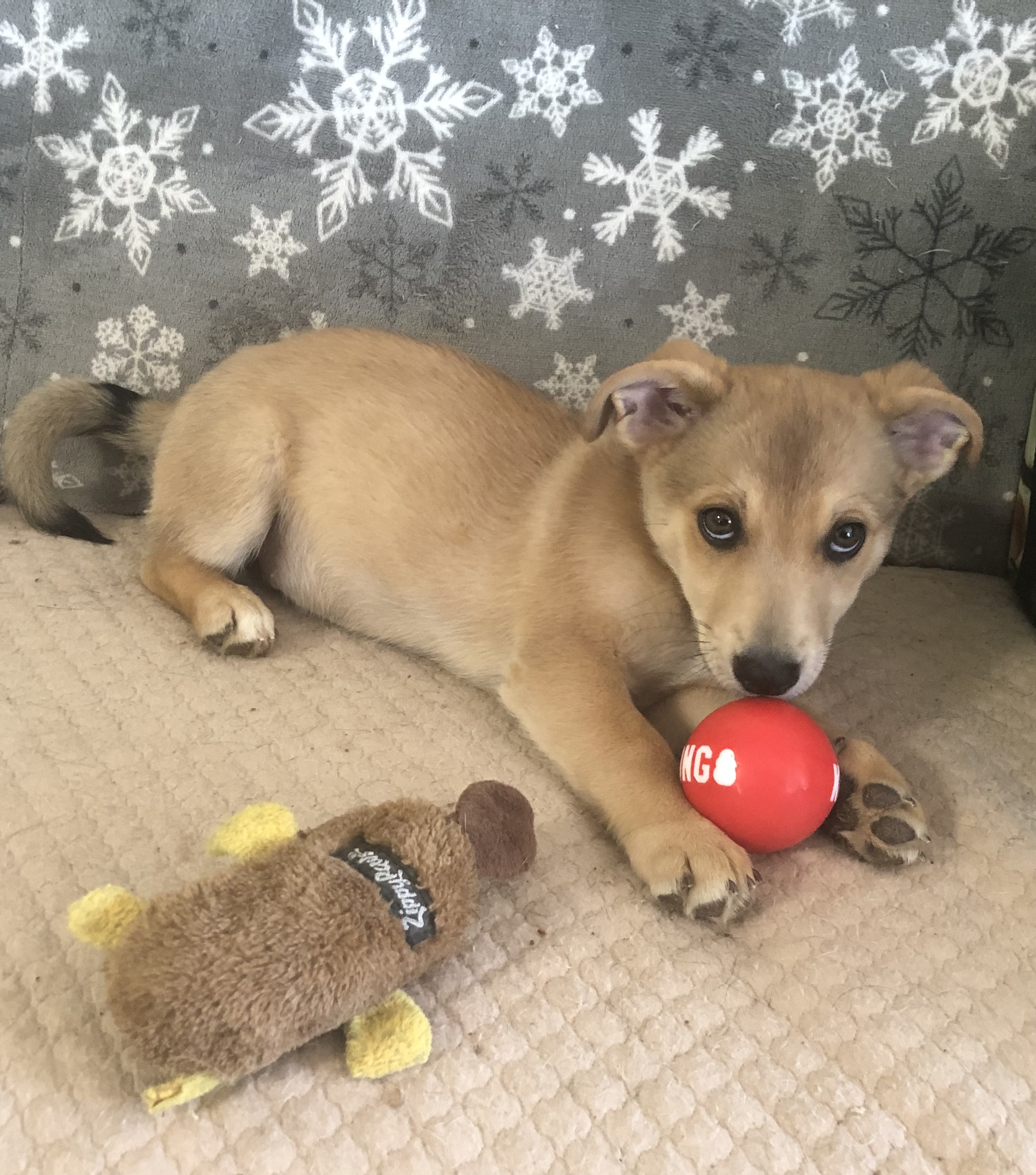 Henry, a Adopted mixed breed in Fairbanks, AK image 1/2