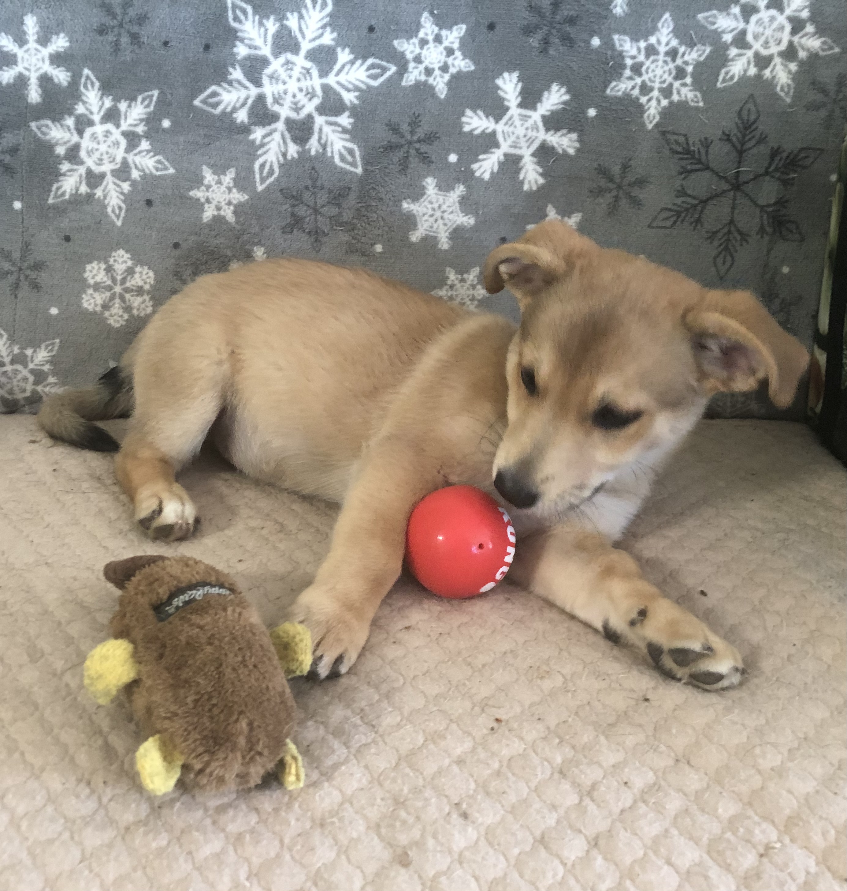 Henry, a Adopted mixed breed in Fairbanks, AK image 2/2